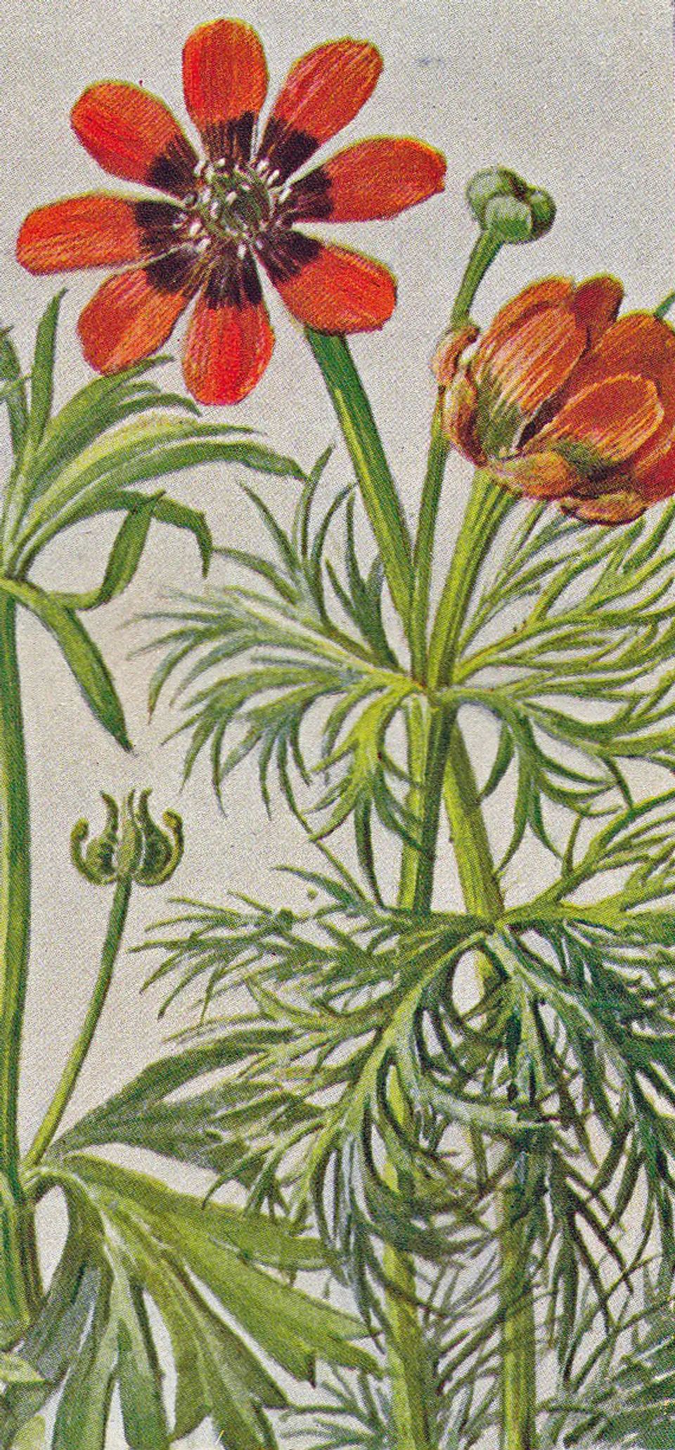 Sommeradonisröschen