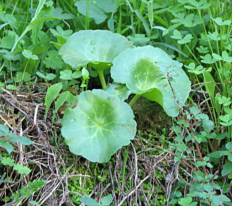 Nabelkraut