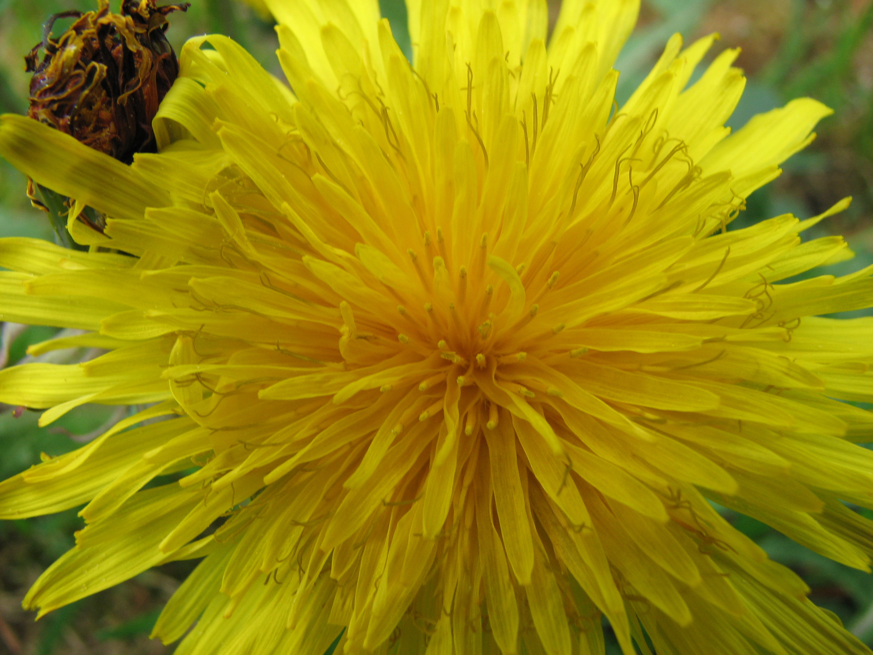 Gewöhnlicher Löwenzahn