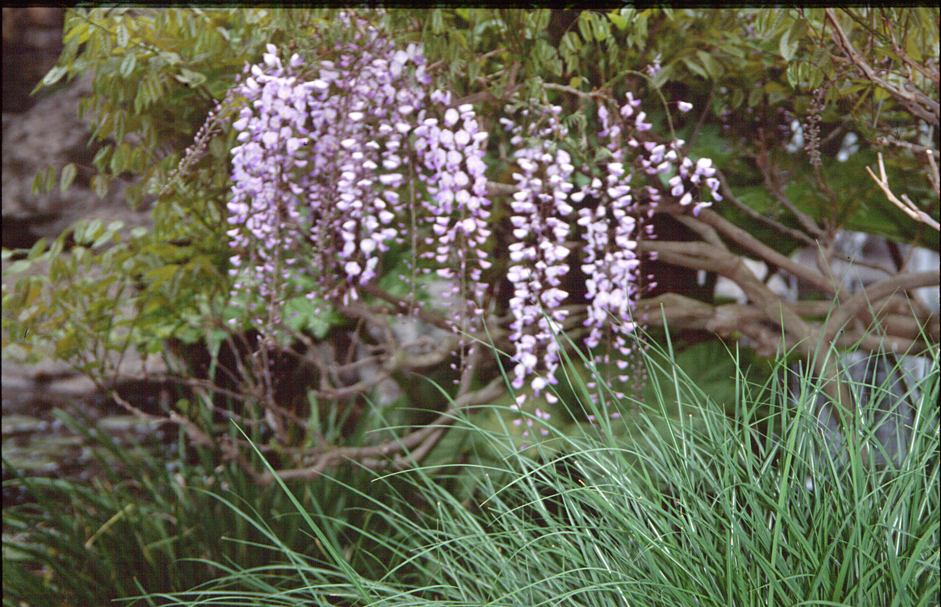 Blauregen