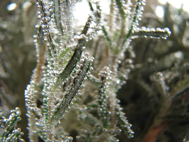 Urtinkturen, Spagyrika, Dilutionen