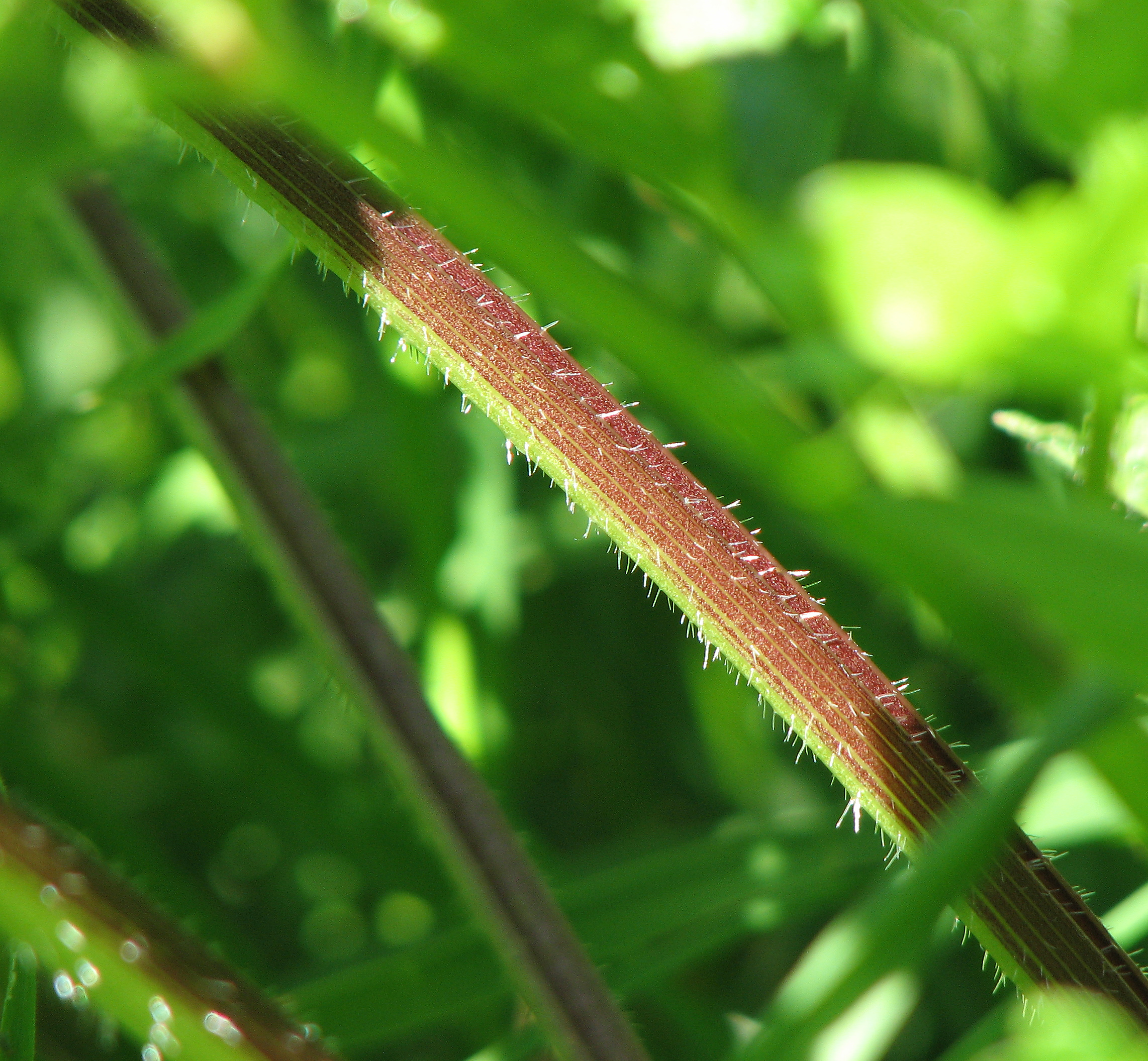 Wiesenbärenklau
