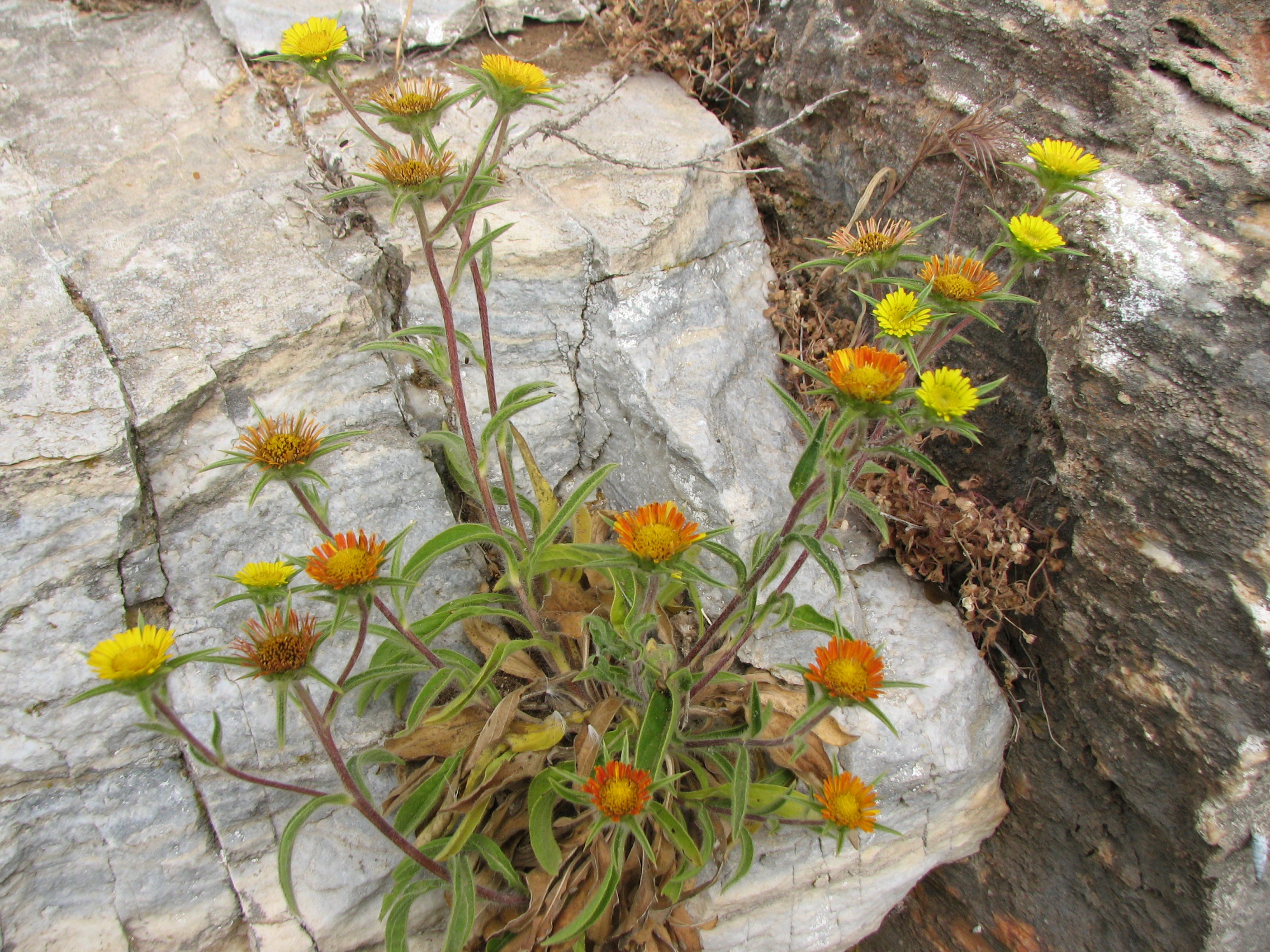 Stechendes Sternauge