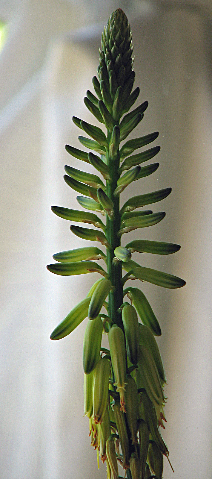 Aloe vera