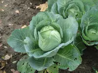 Weißkraut