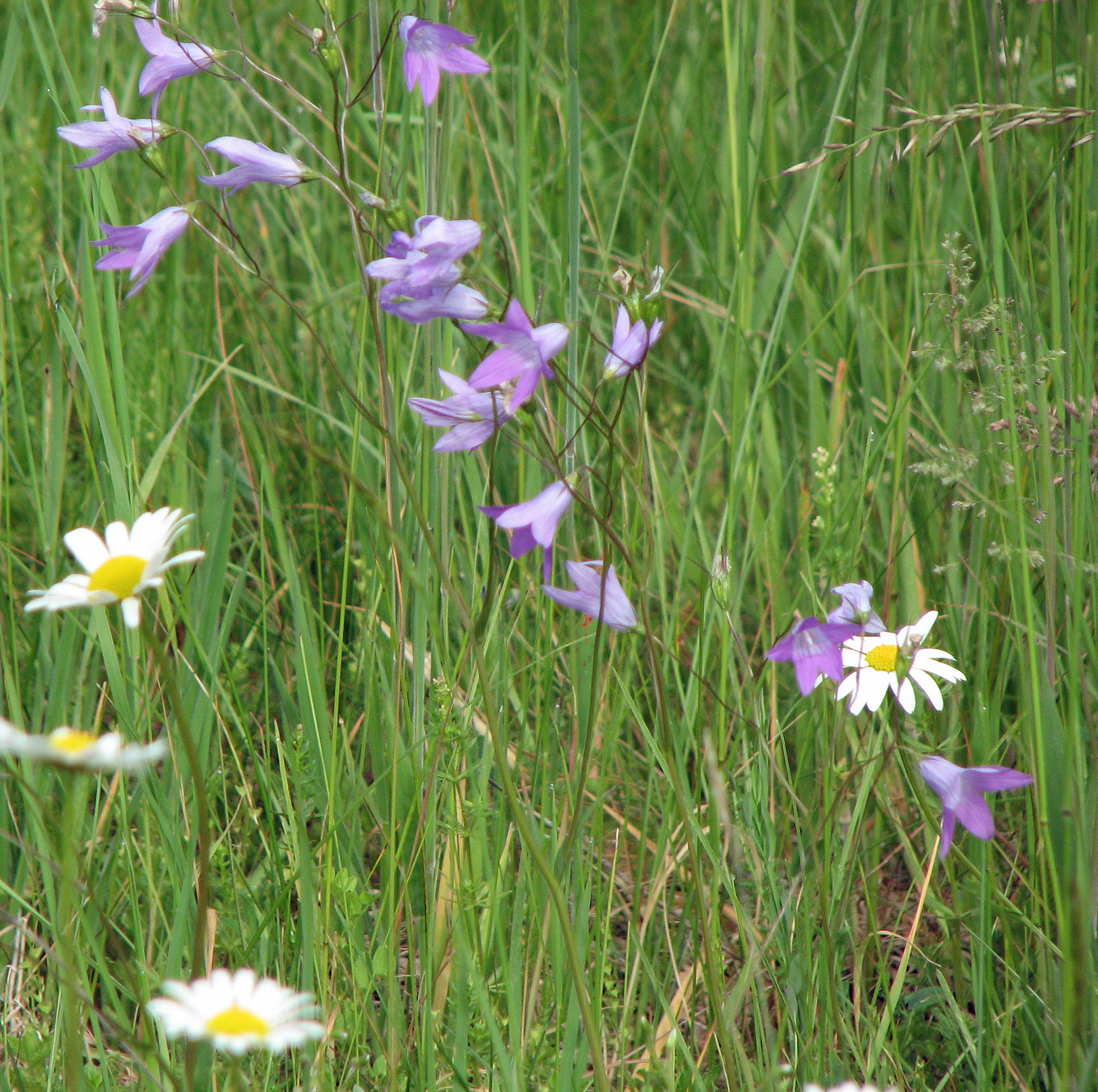 Wiesenglockenblume