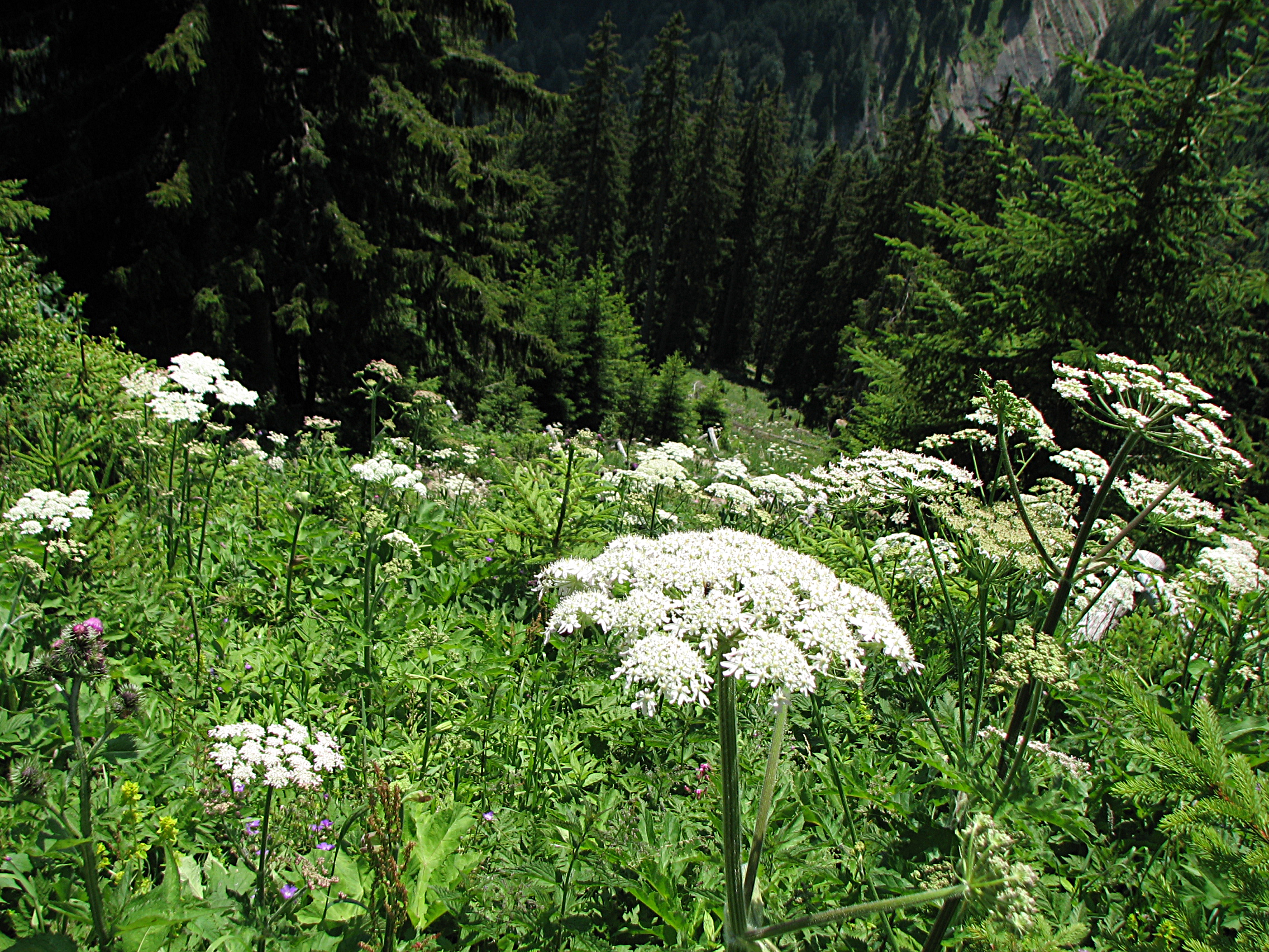 Wiesenbärenklau