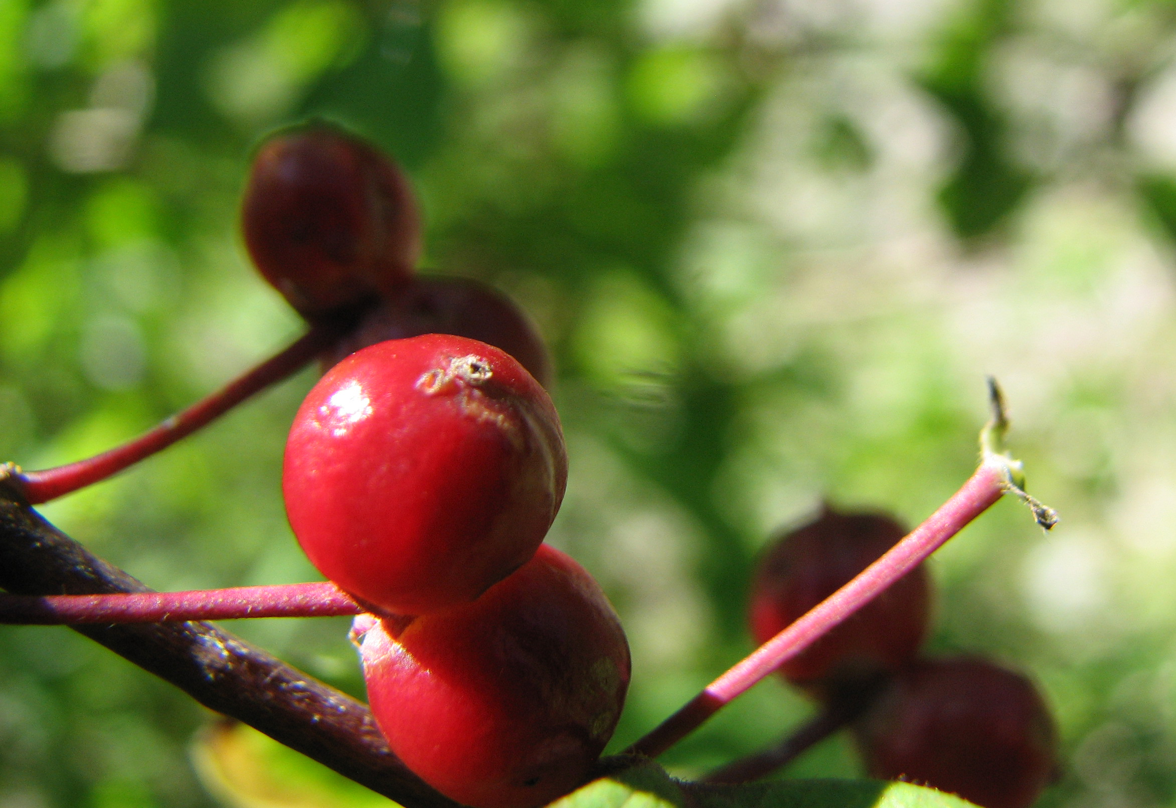 Rote Heckenkirsche