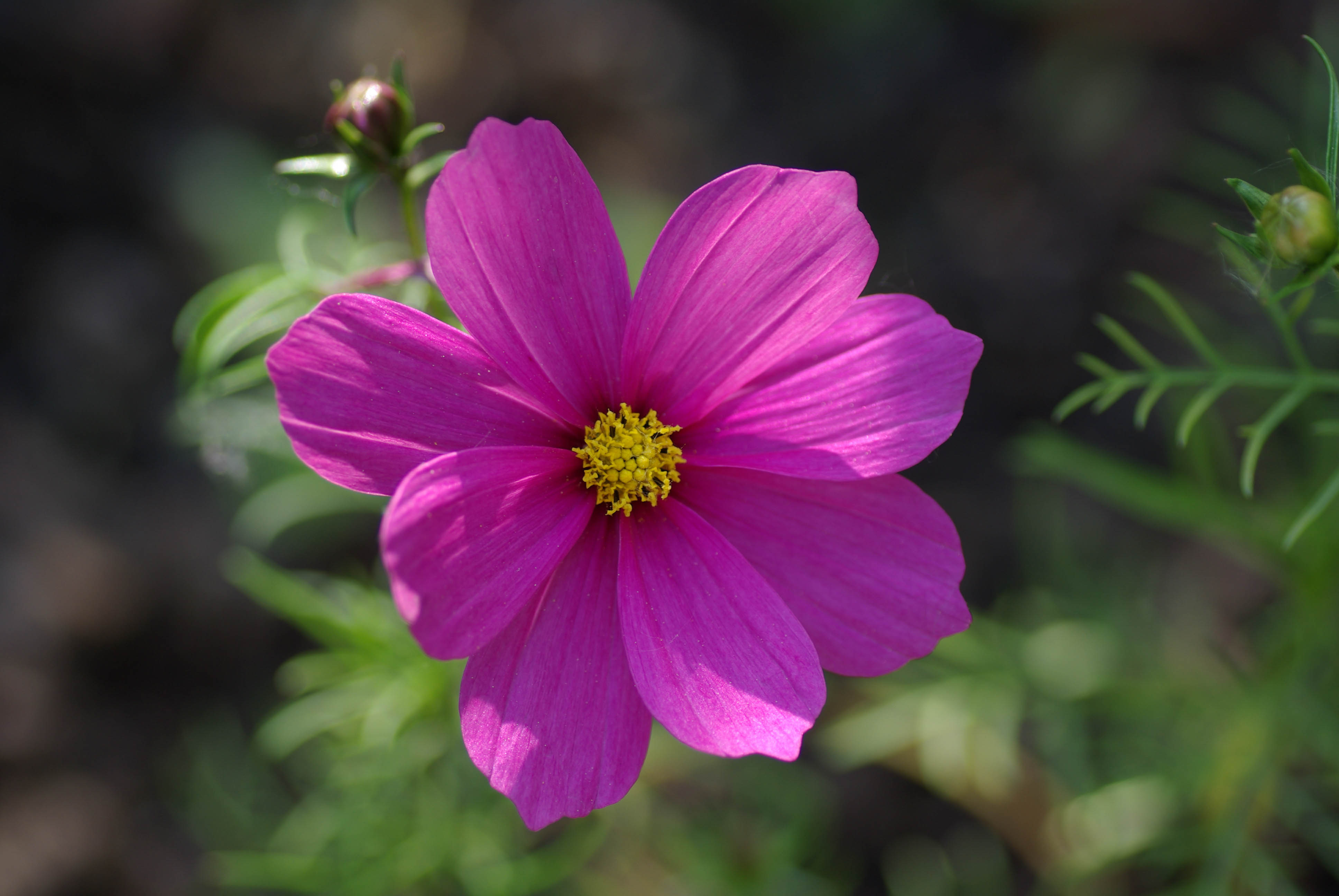 Cosmea