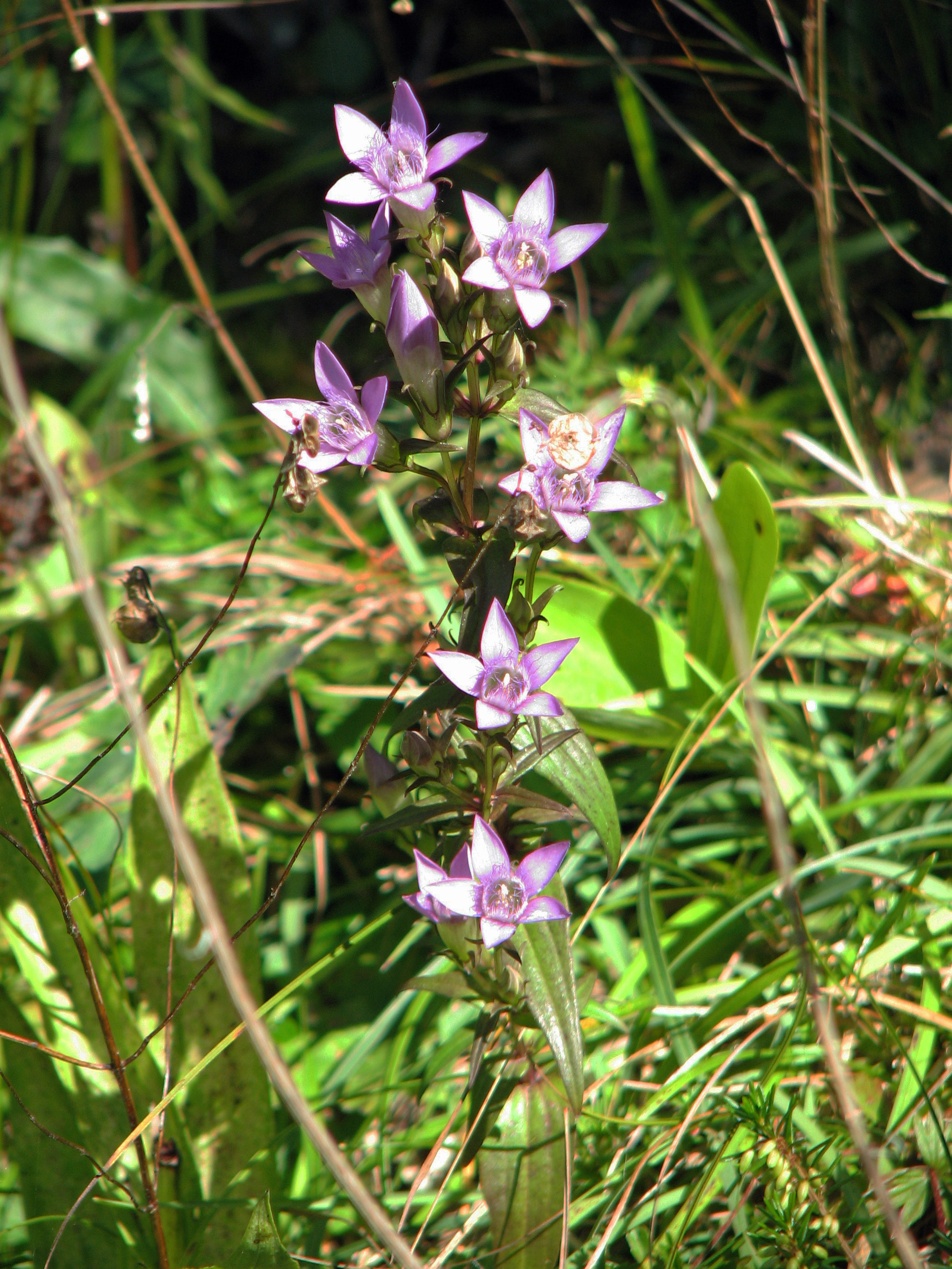 Deutscher Fransenenzian