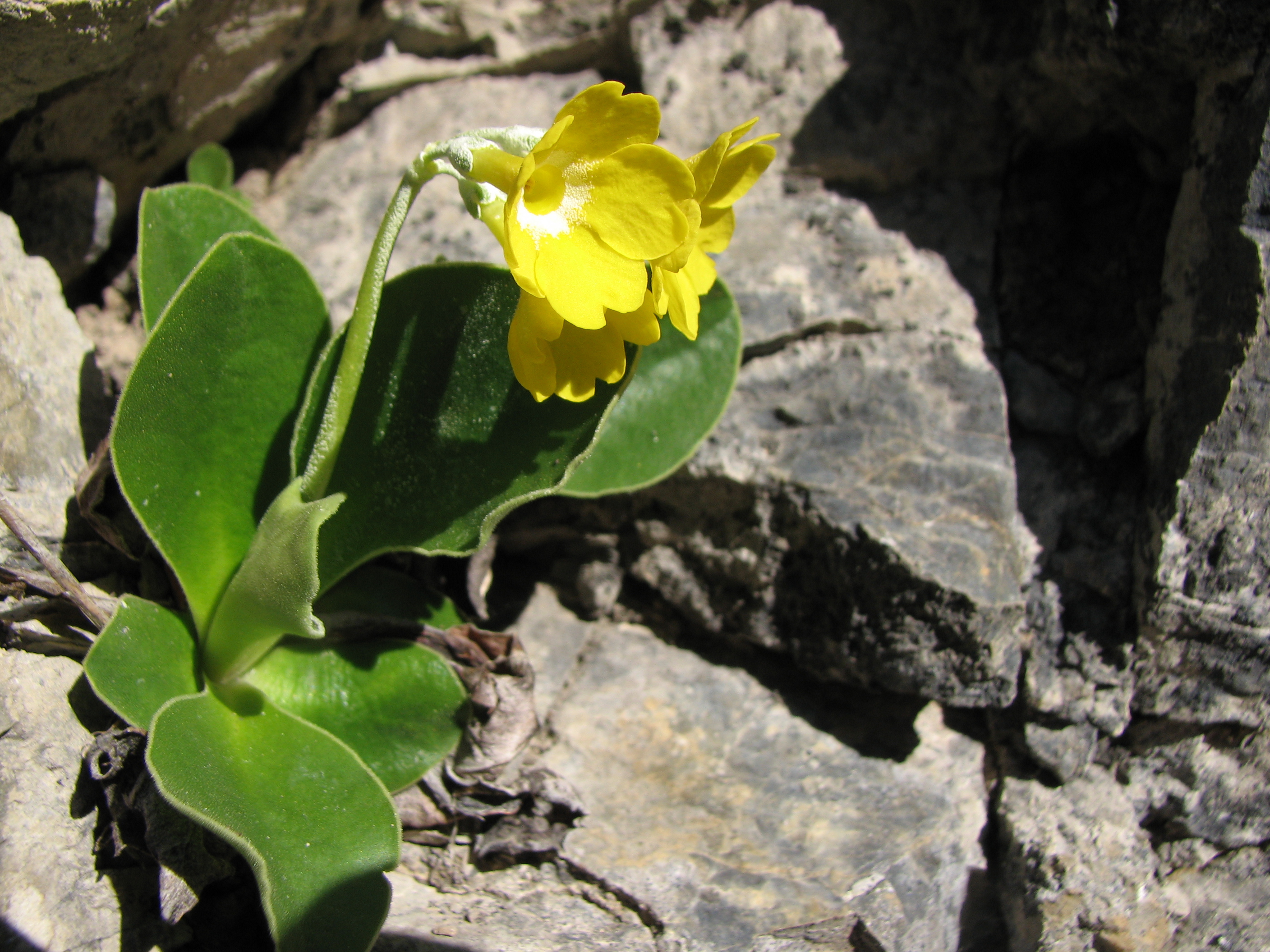 Alpenaurikel