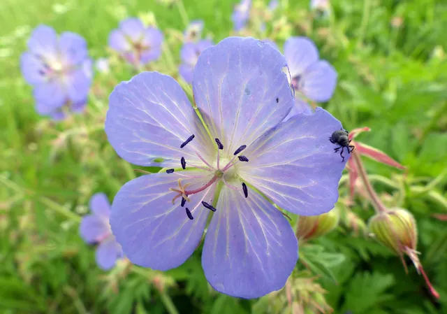 Welche Pflanze ist das?