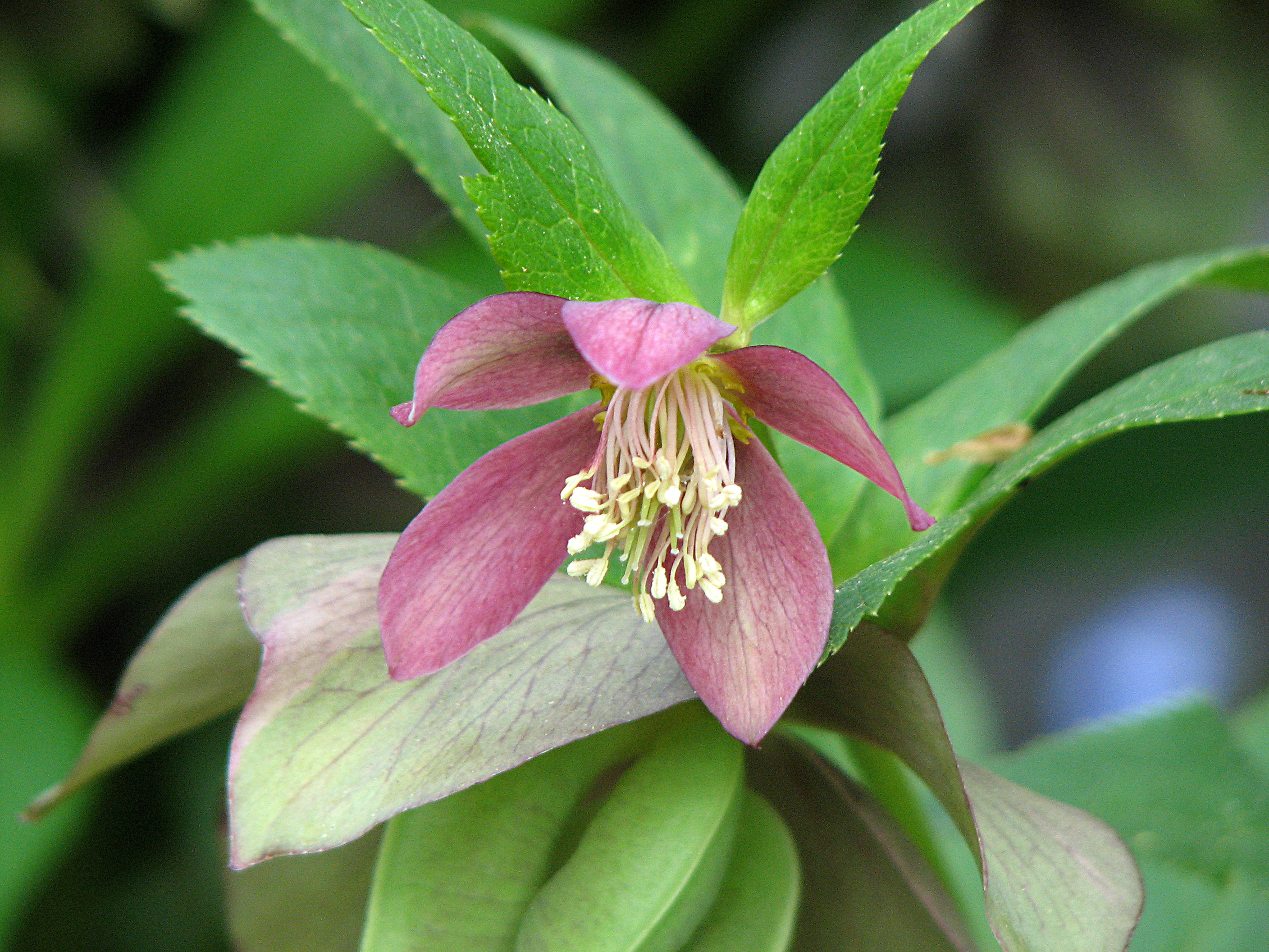 Christrose