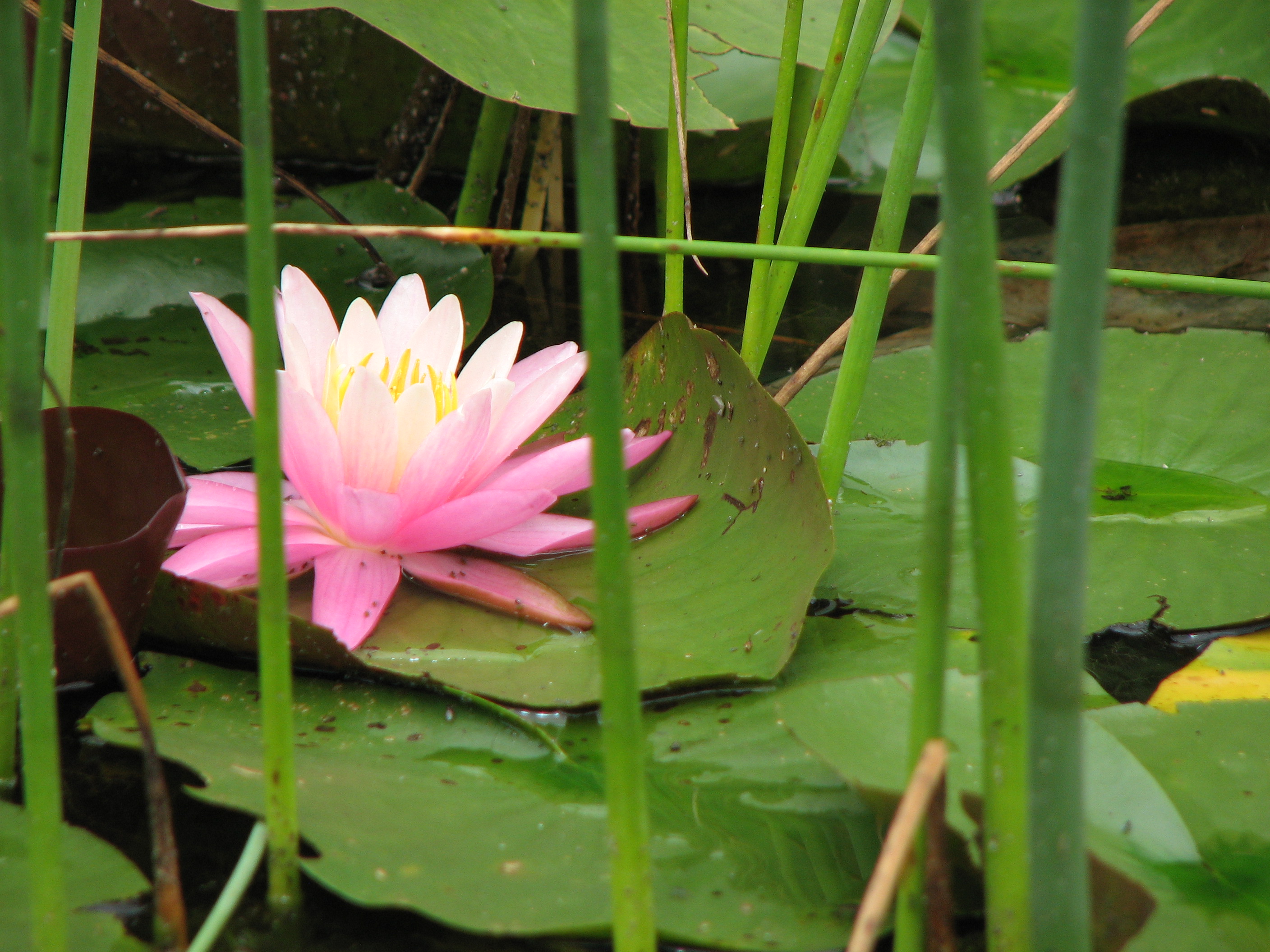 Seerose