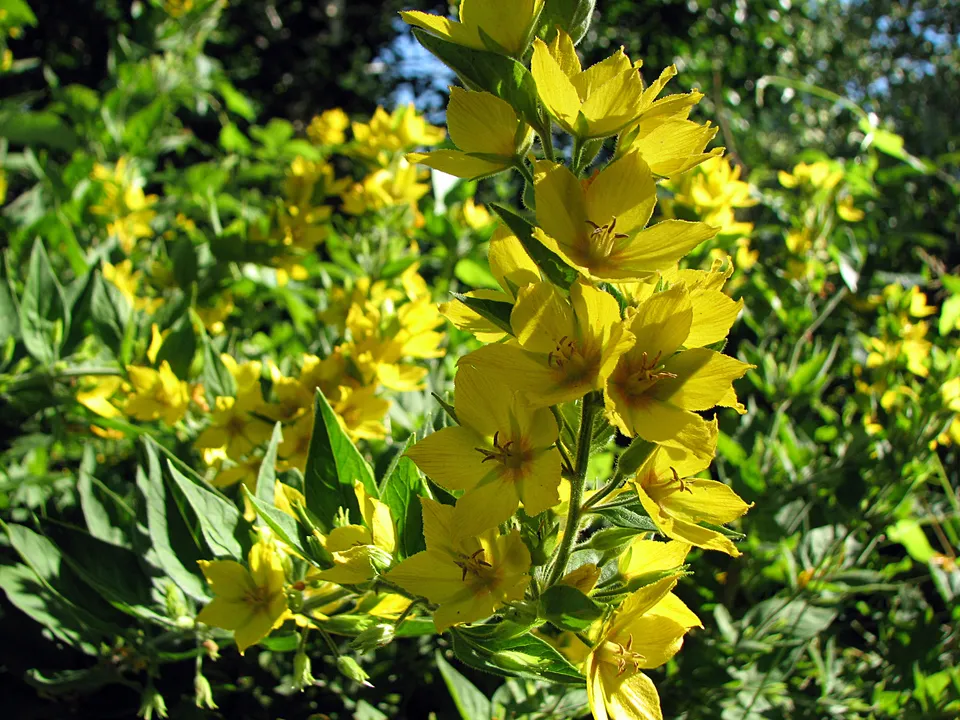 Goldfelberich
