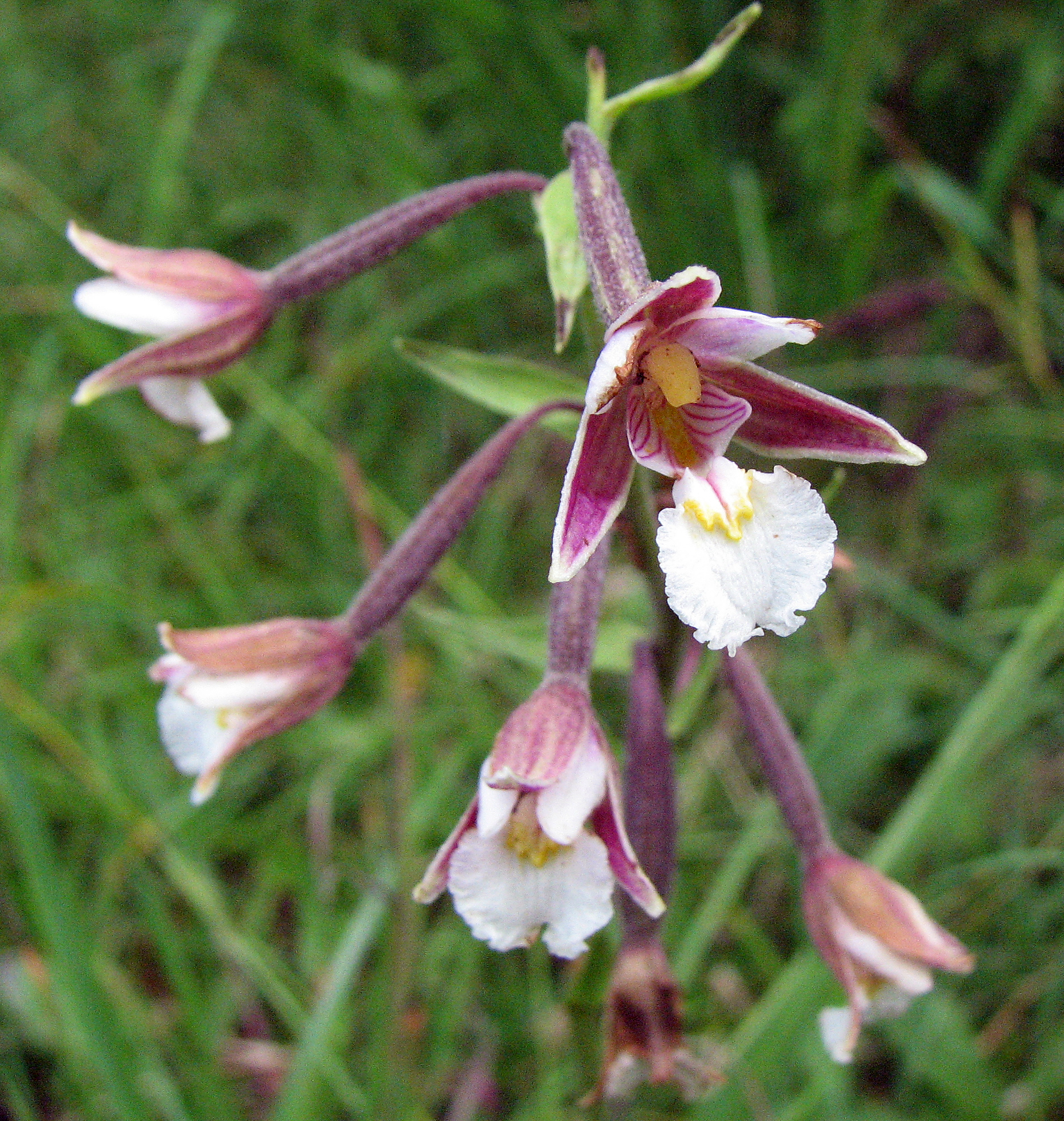 Sumpfstendelwurz