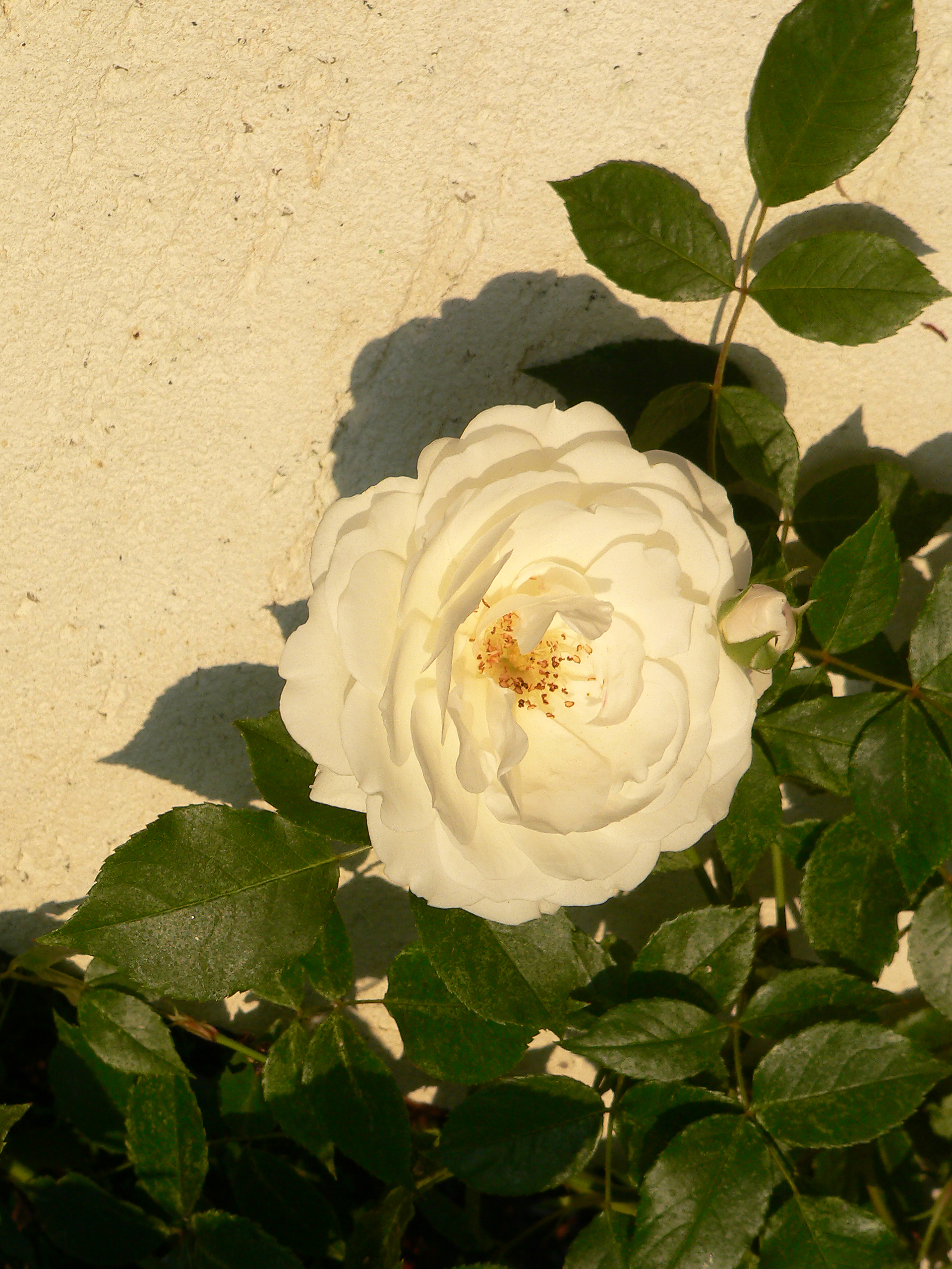 Rosen, Kulturrosen