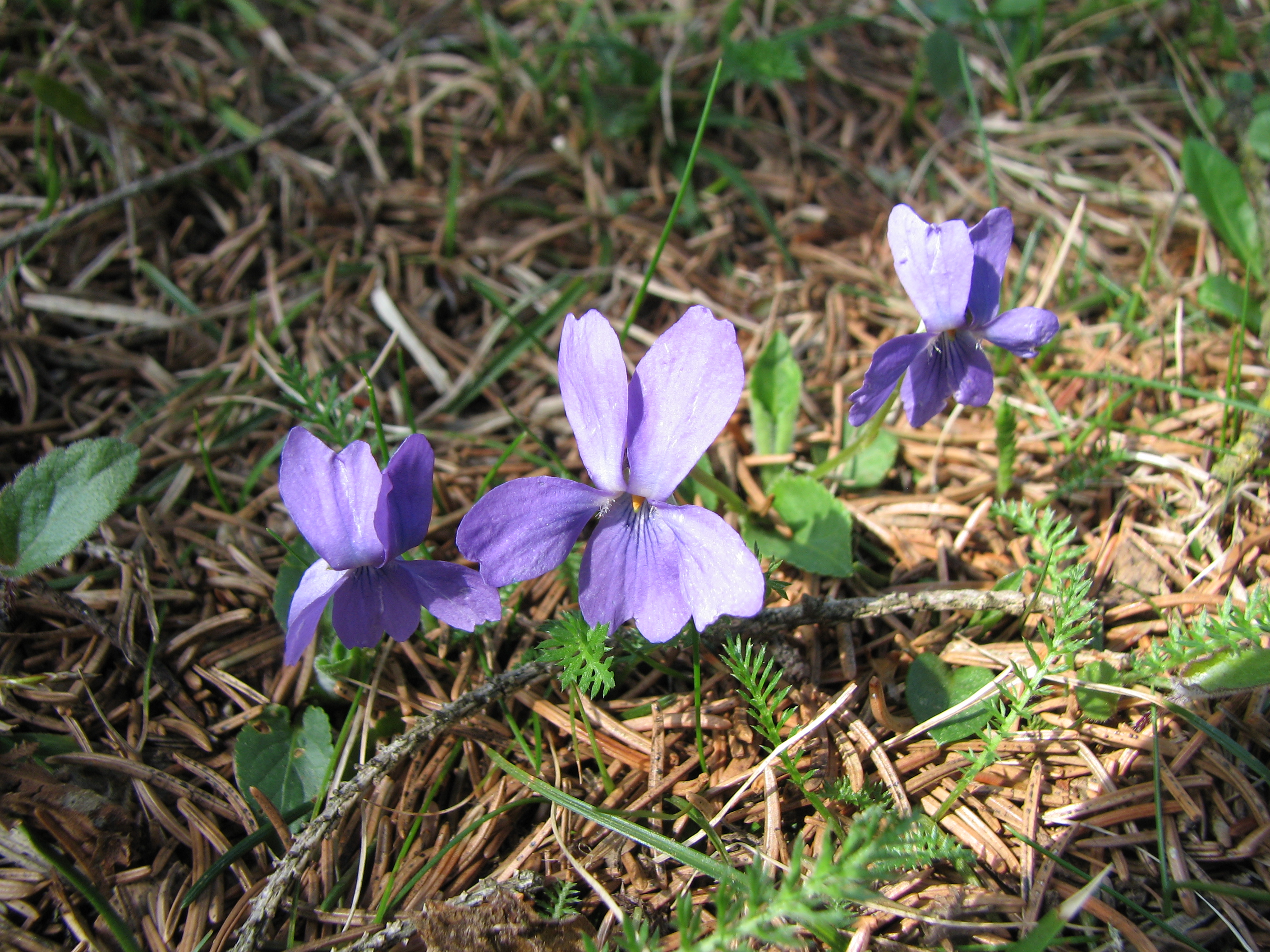 Waldveilchen