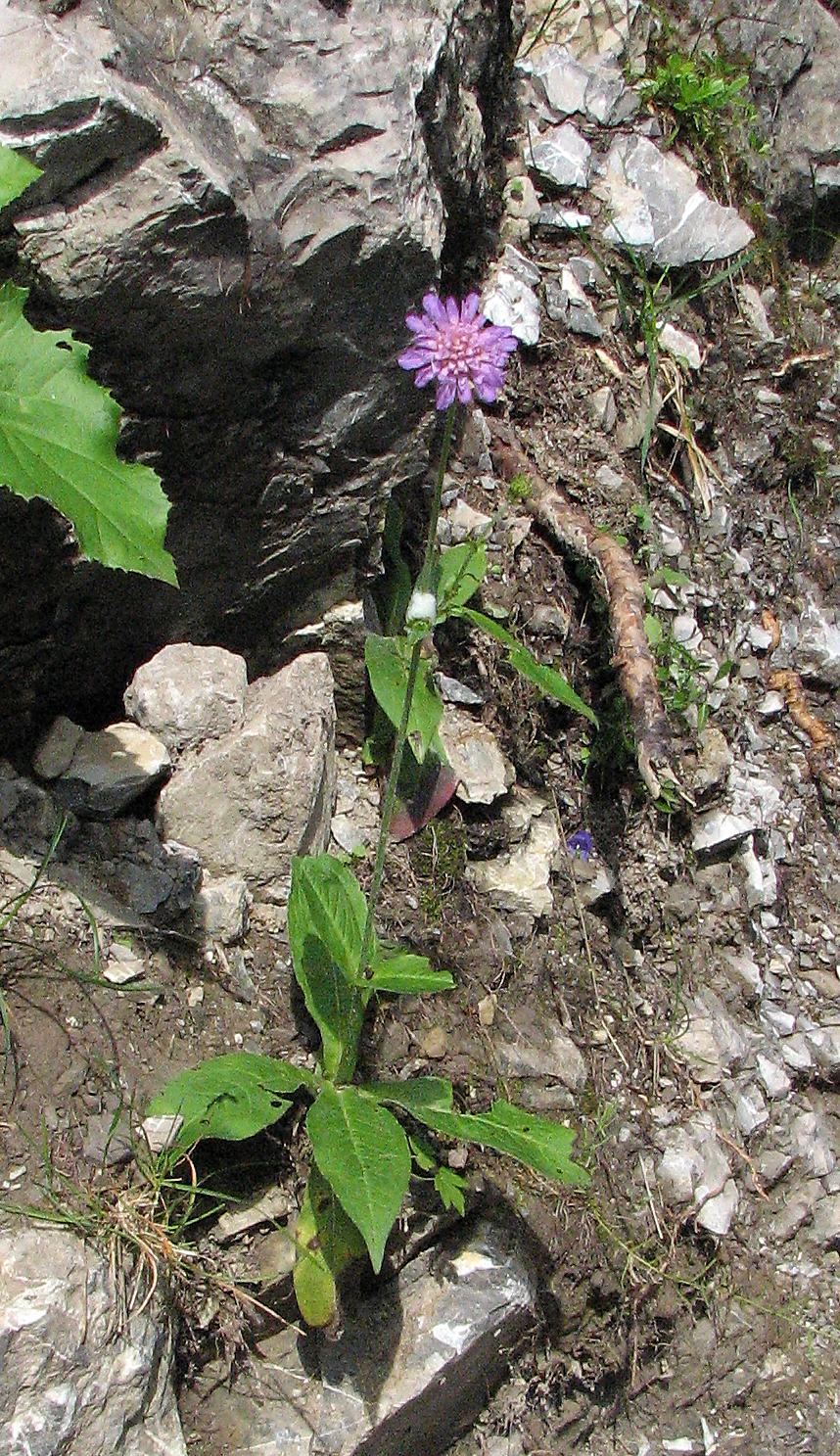 Waldwitwenblume