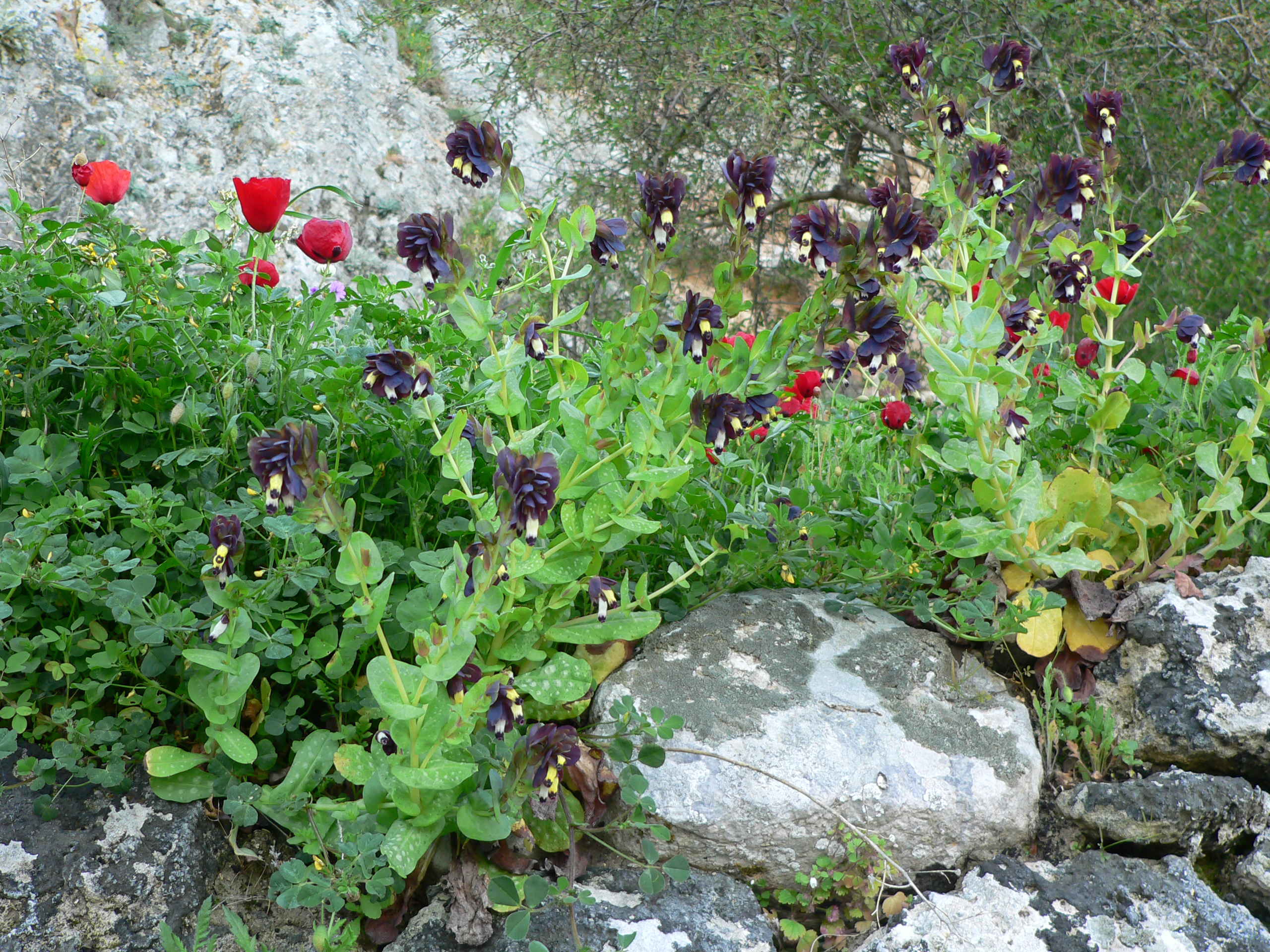 Große Wachsblume