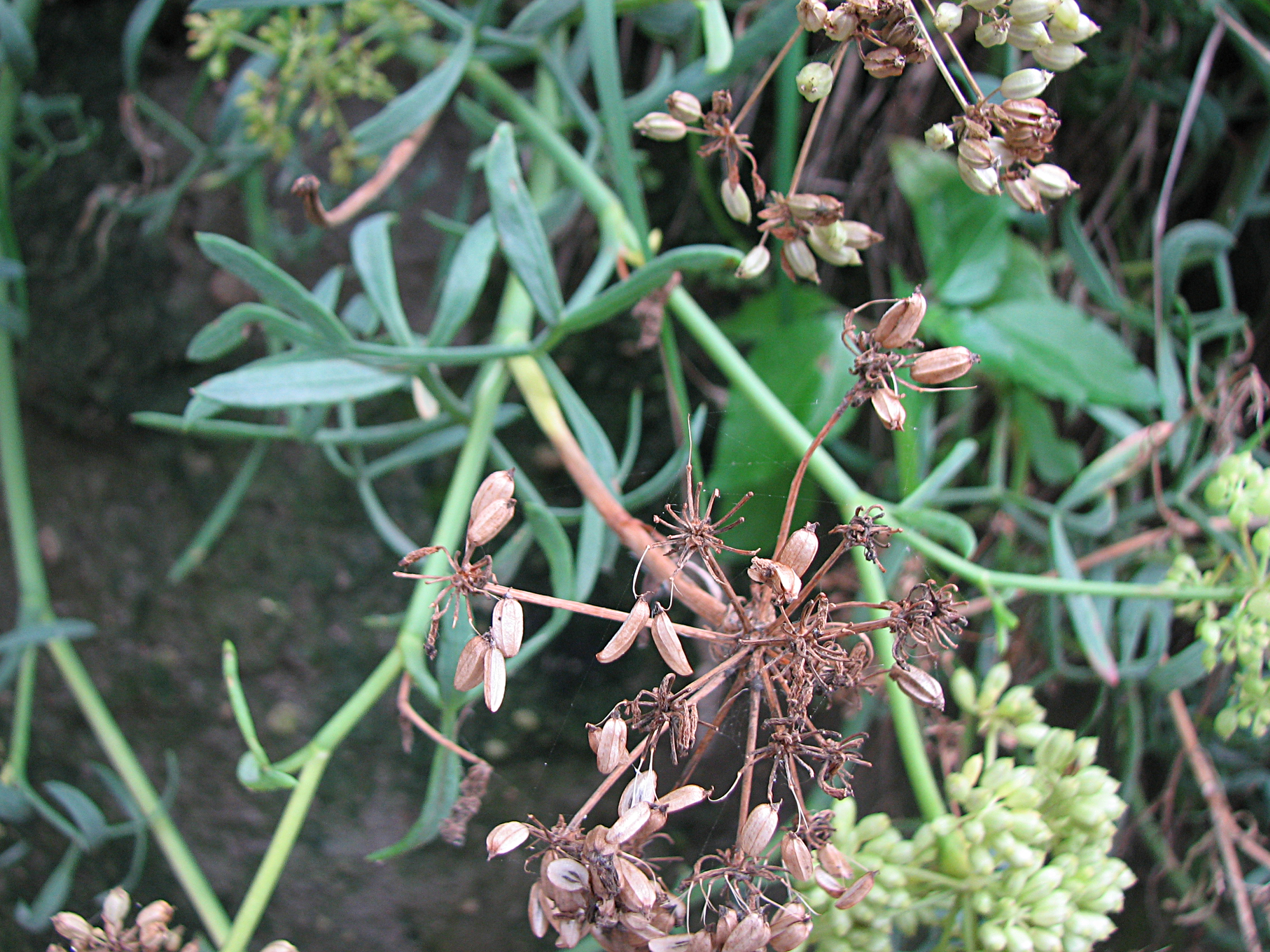 Meerfenchel