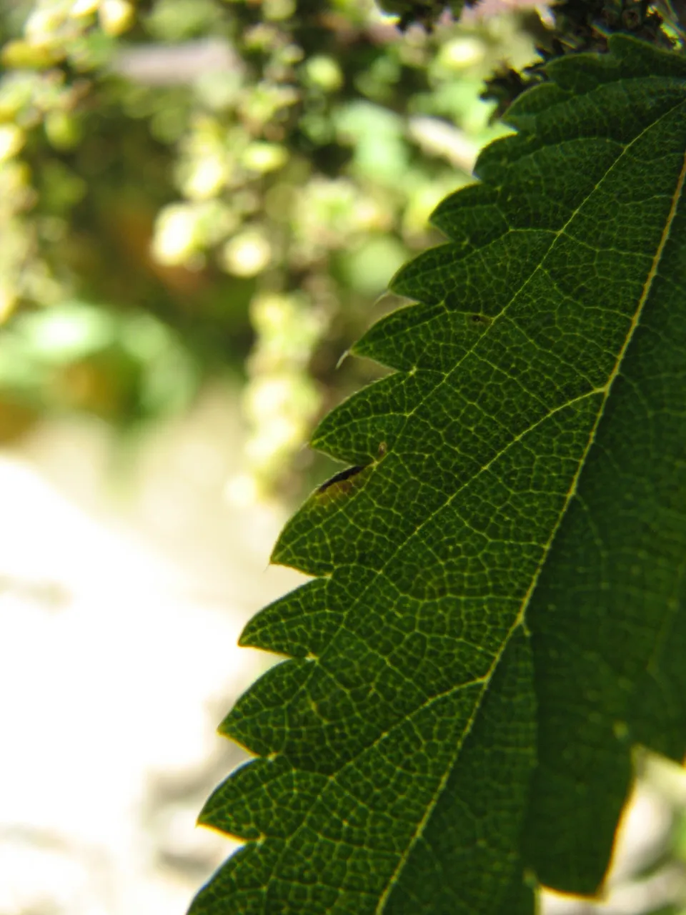 Brennnesselbrühe für Pflanzen