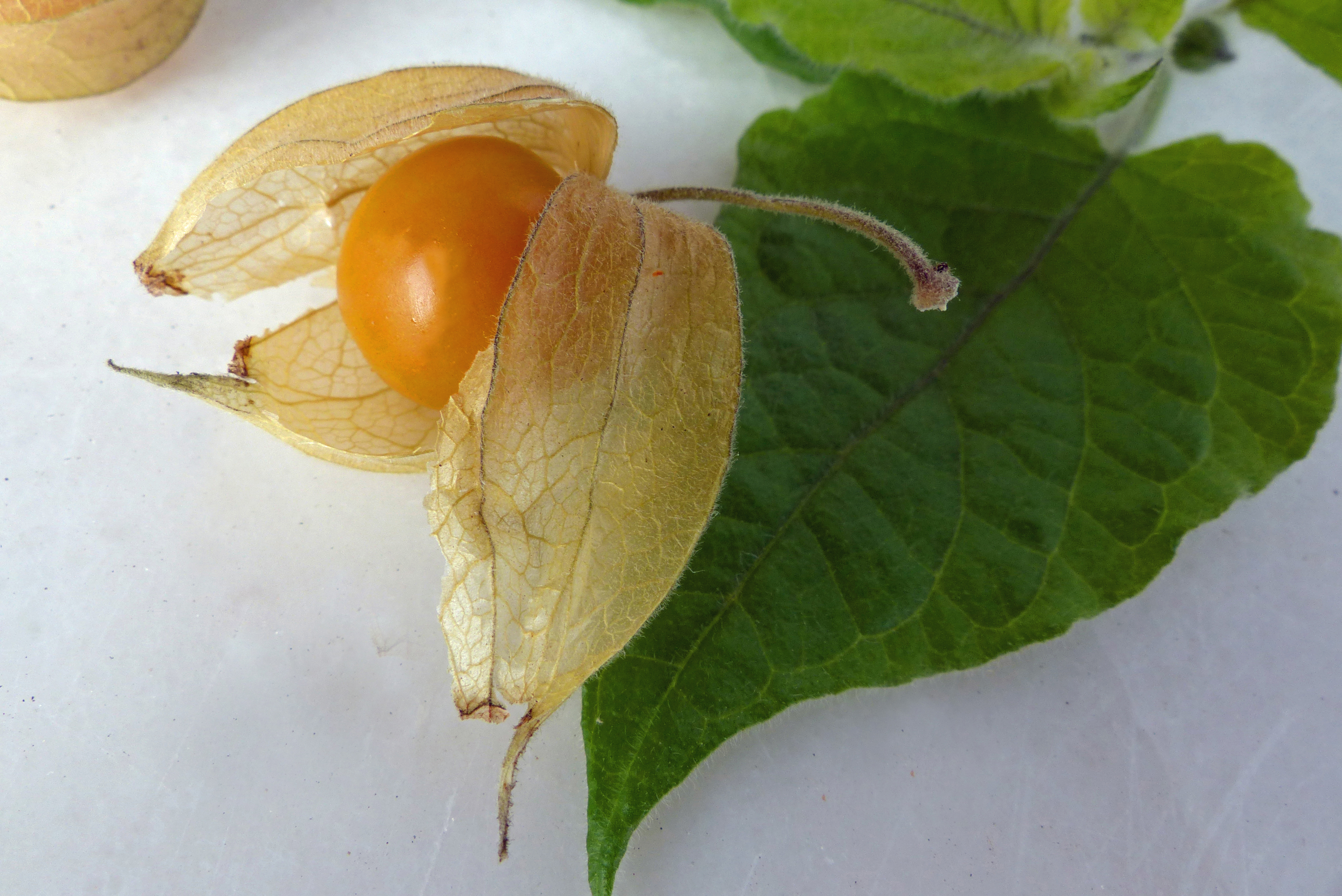 Andenbeere