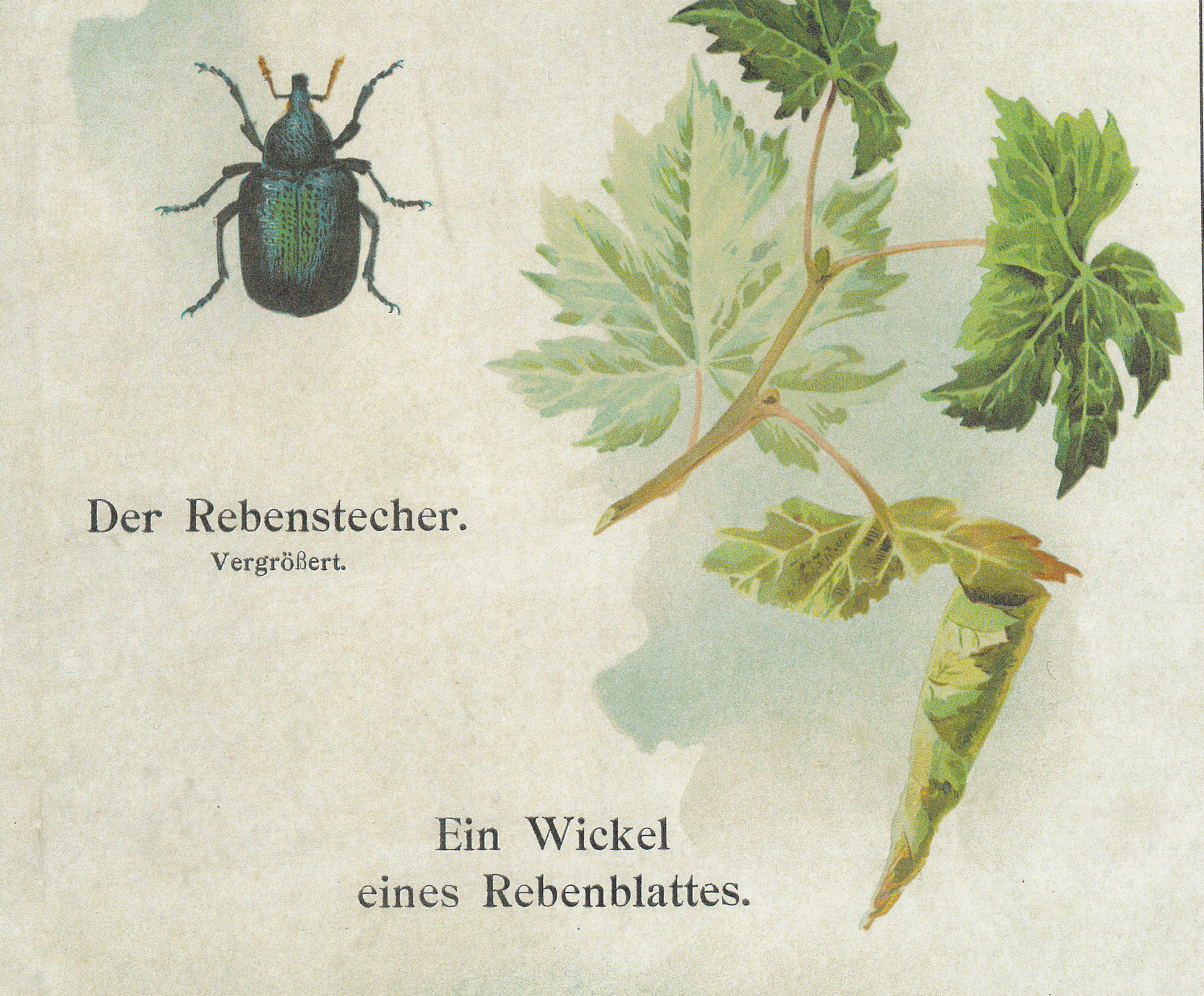 Weinrebe