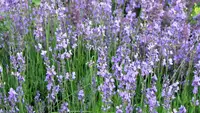 Echter Lavendel