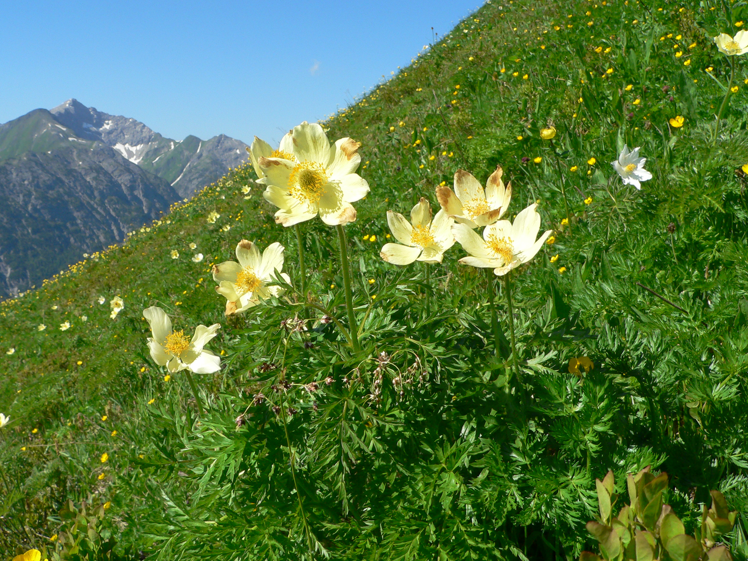 Schwefelgelbe Anemone