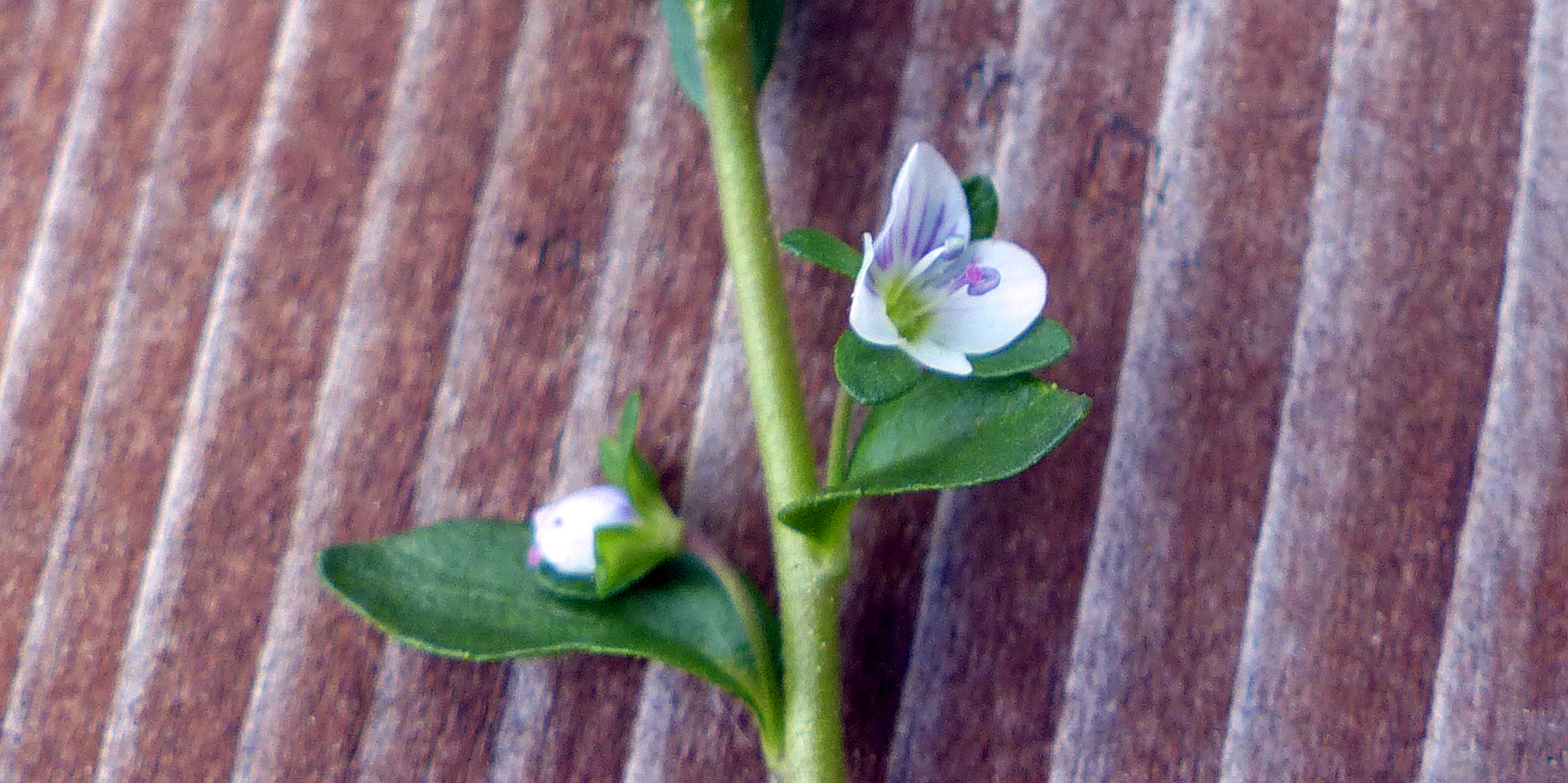 Quendelblättriger Ehrenpreis