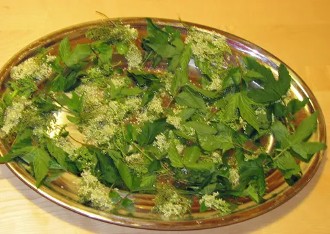Echtes Mädesüß
