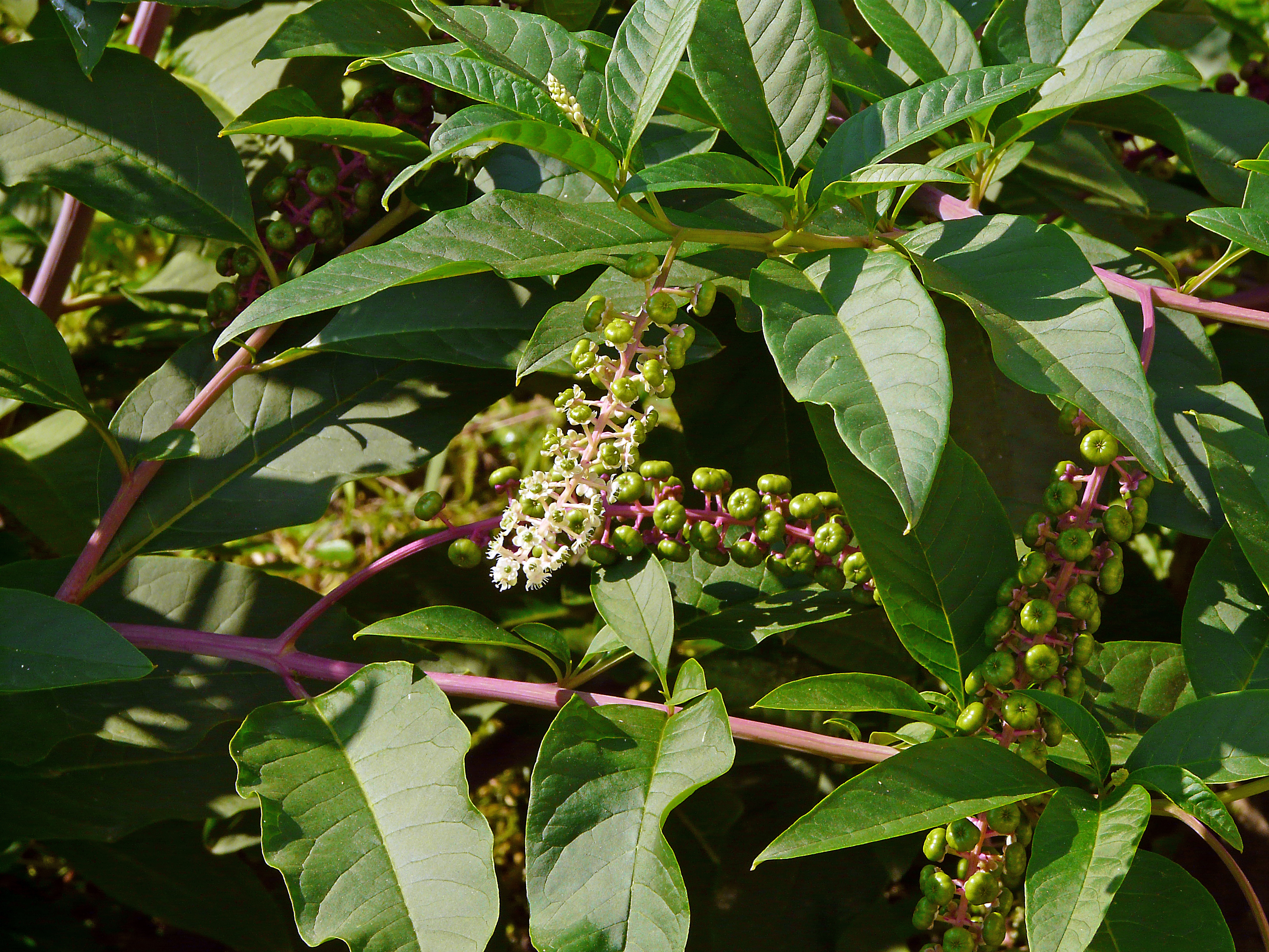 Amerikanische Kermesbeere