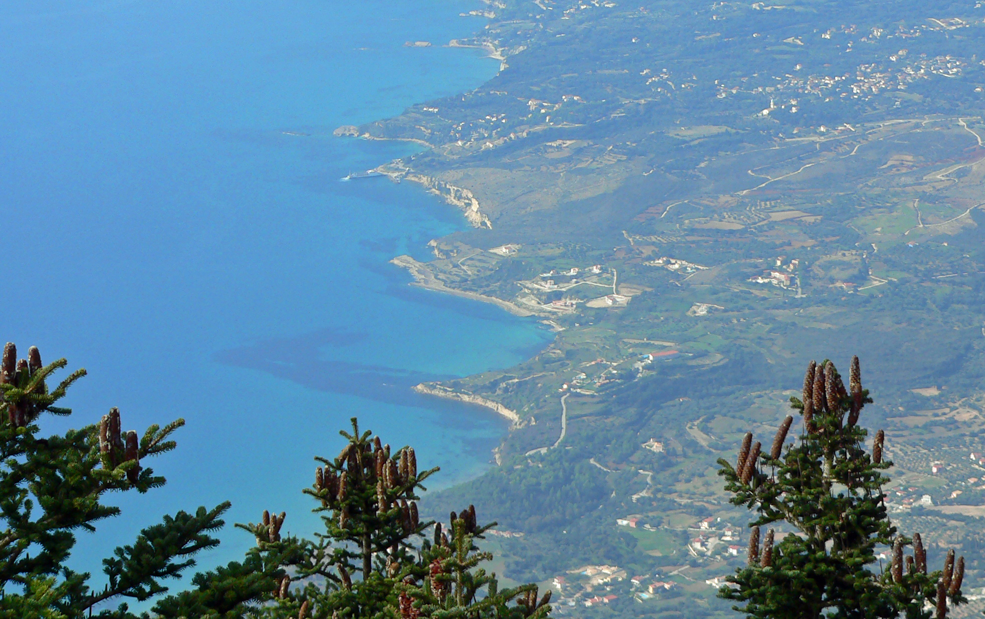 Griechische Tanne