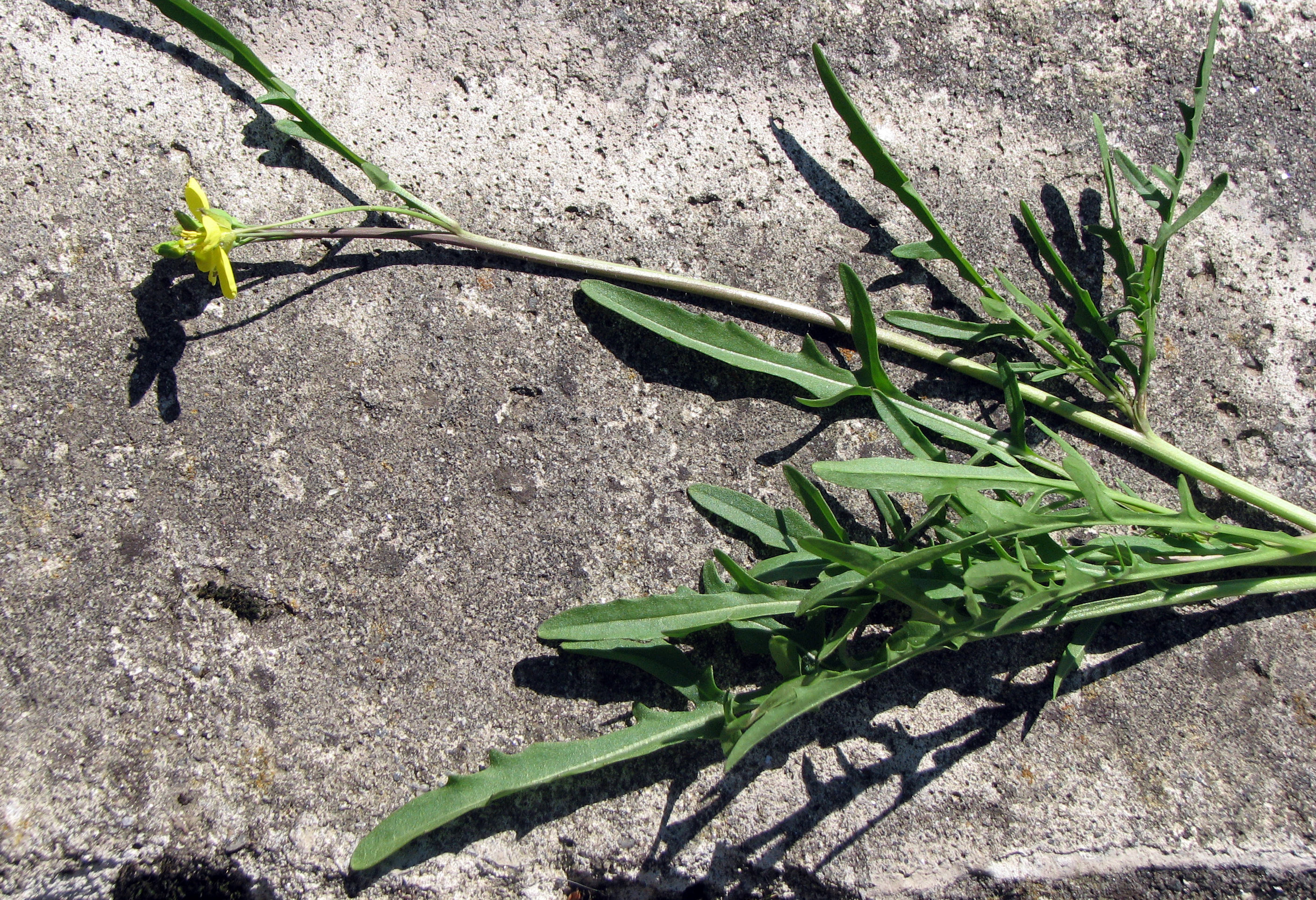 Schmalblättrige Rucola