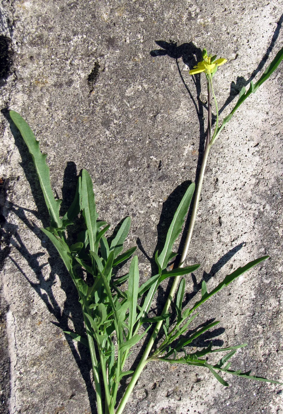 Schmalblättrige Rucola