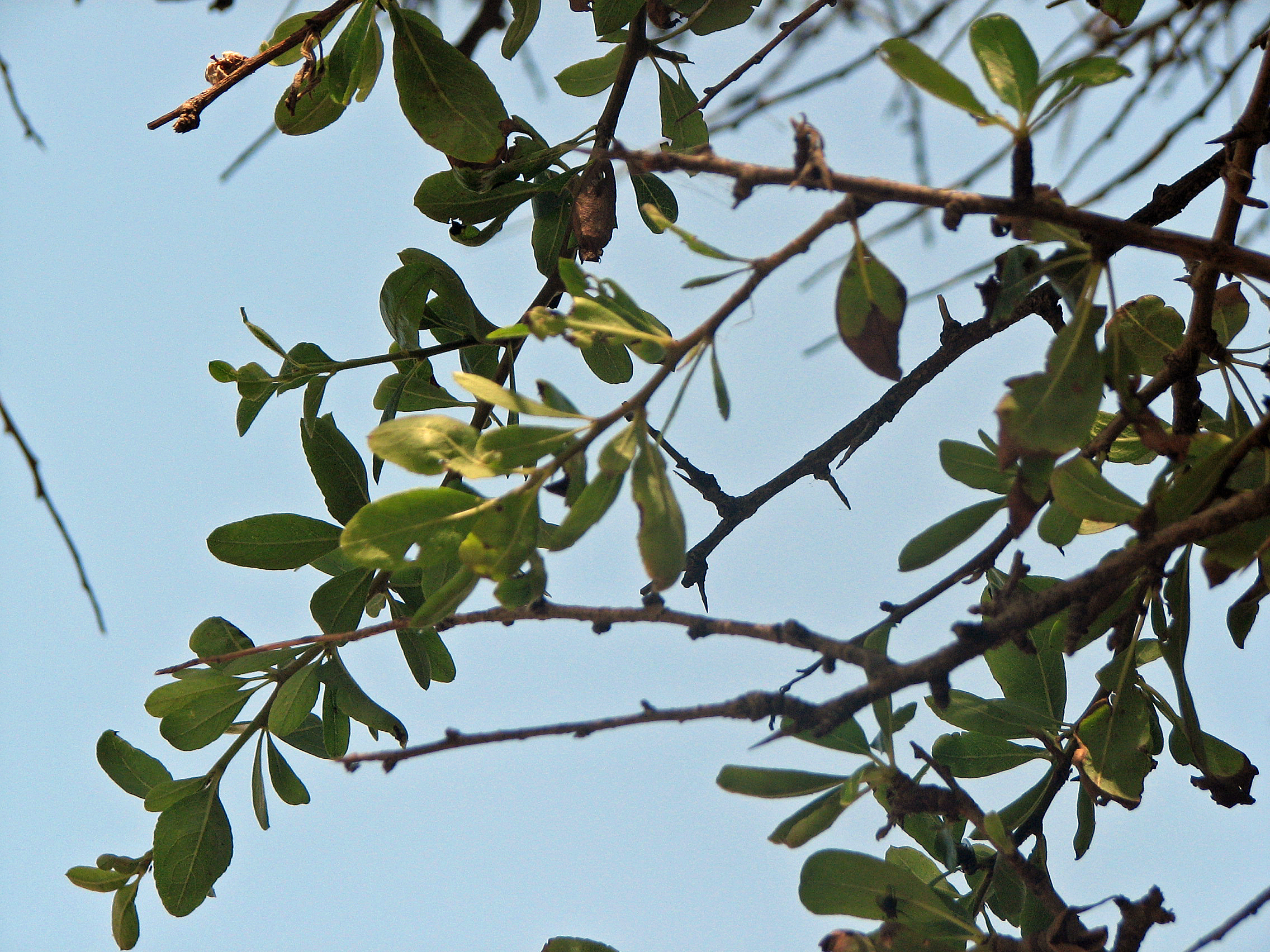 Mandelblättrige Birne