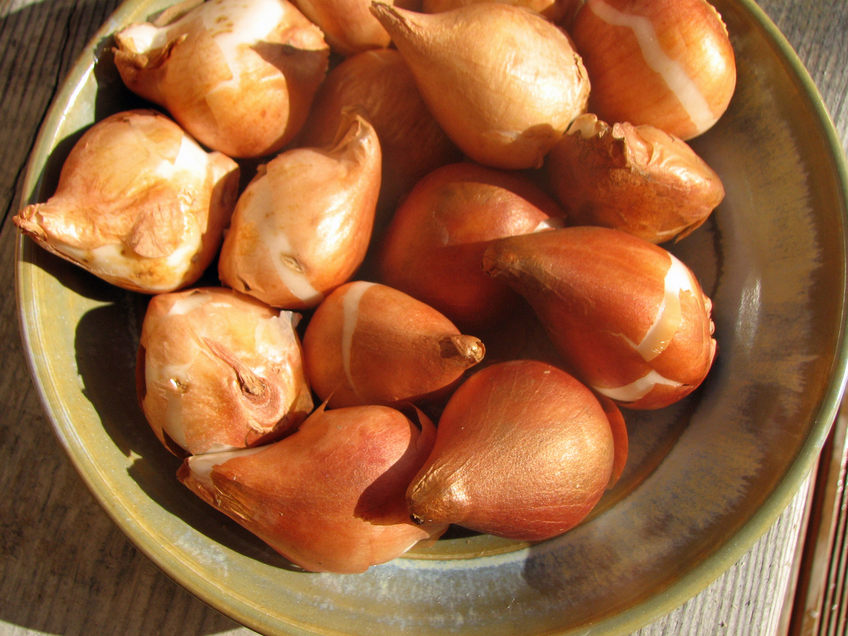 <p>Zwiebeln der Kaufmannia Tulpe</p>