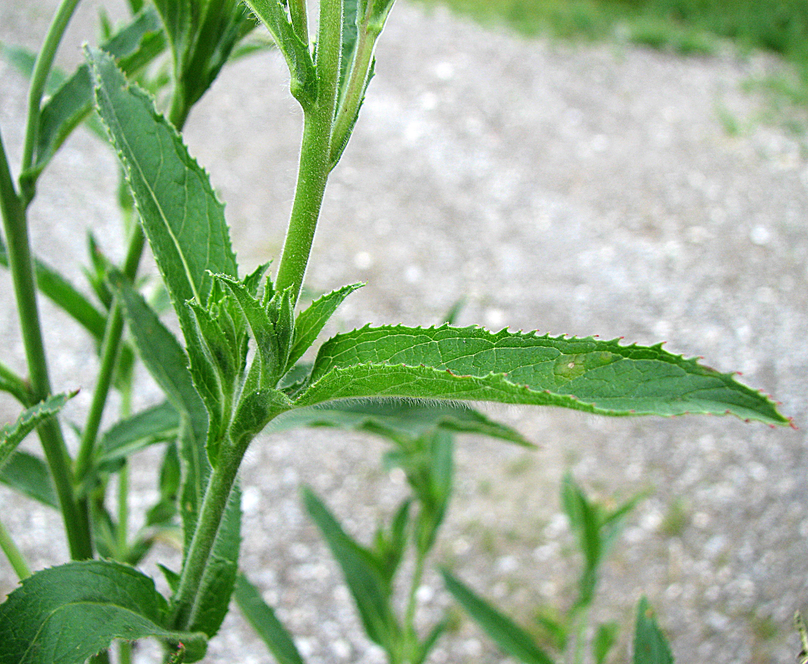 Zottiges Weidenröschen