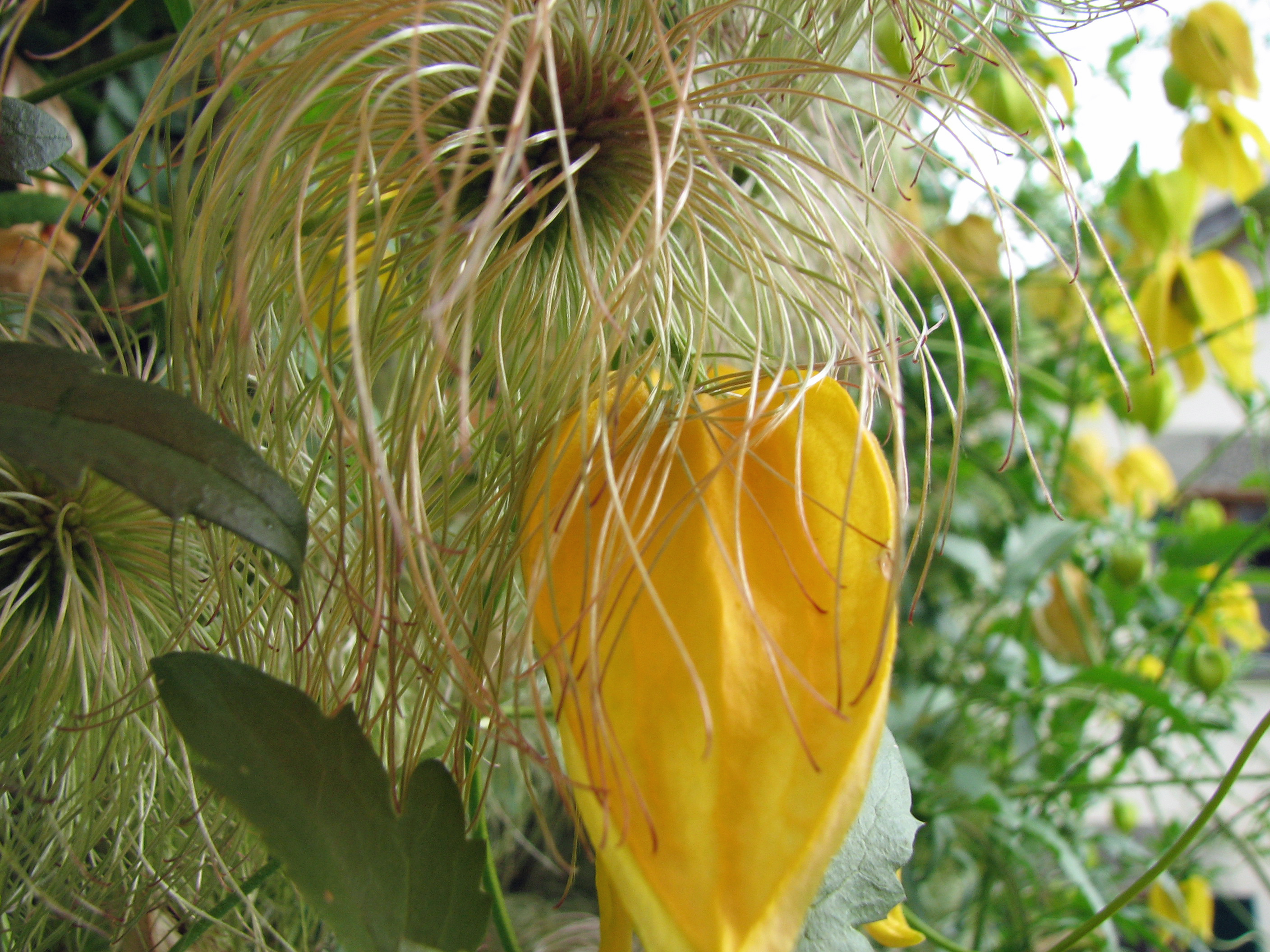 Goldwaldrebe