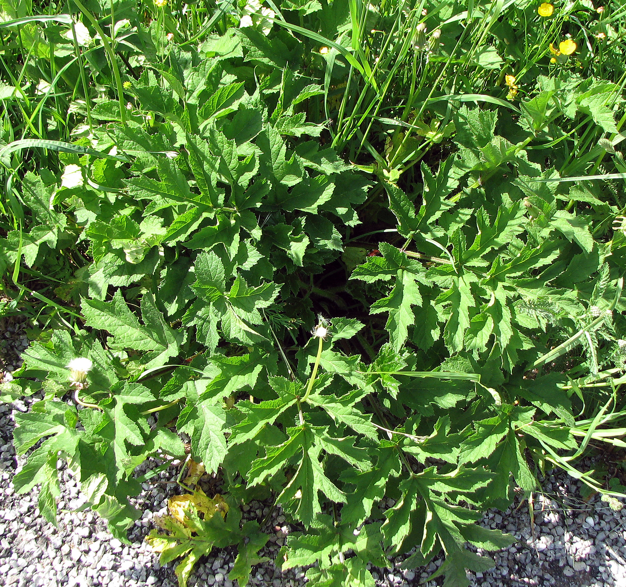 Wiesenbärenklau