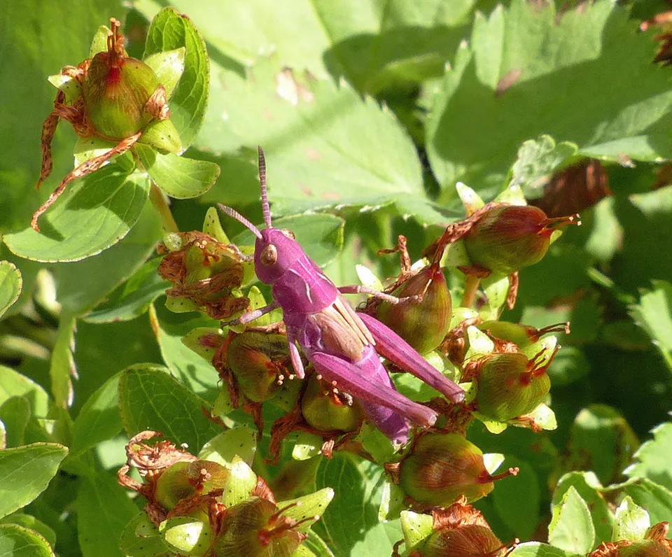 Geflecktes Johanniskraut