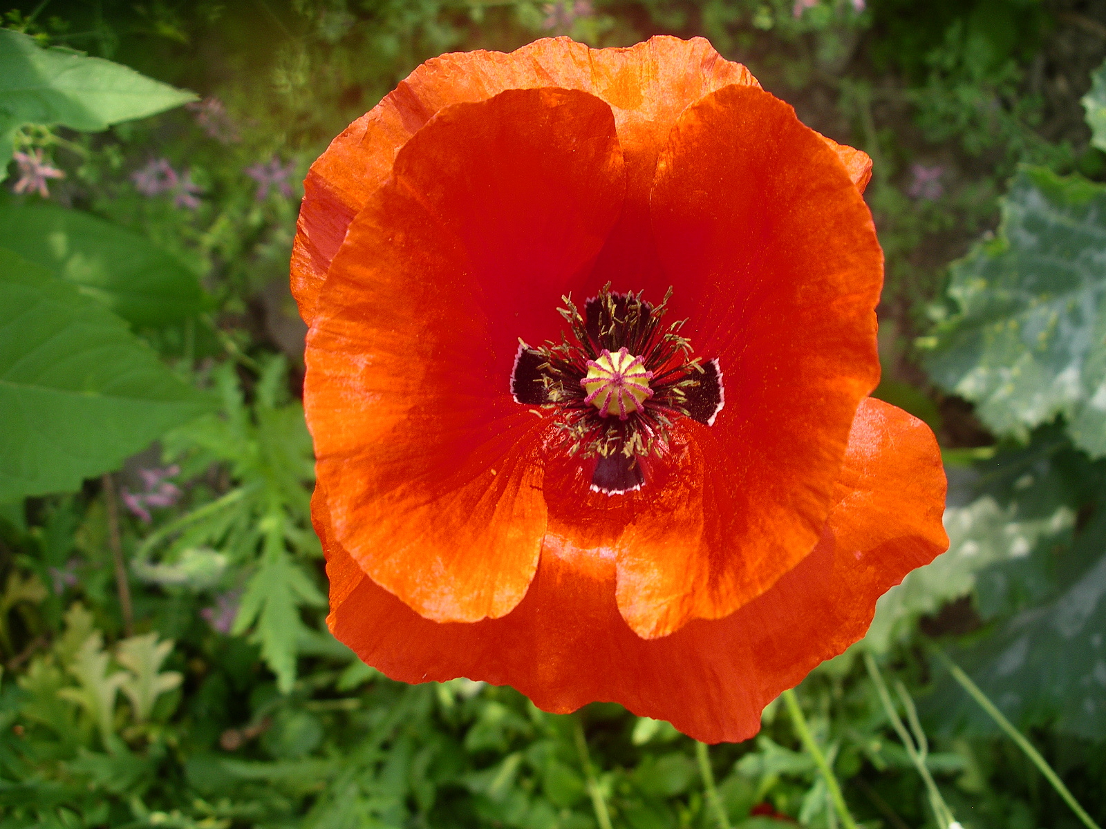 Klatschmohn