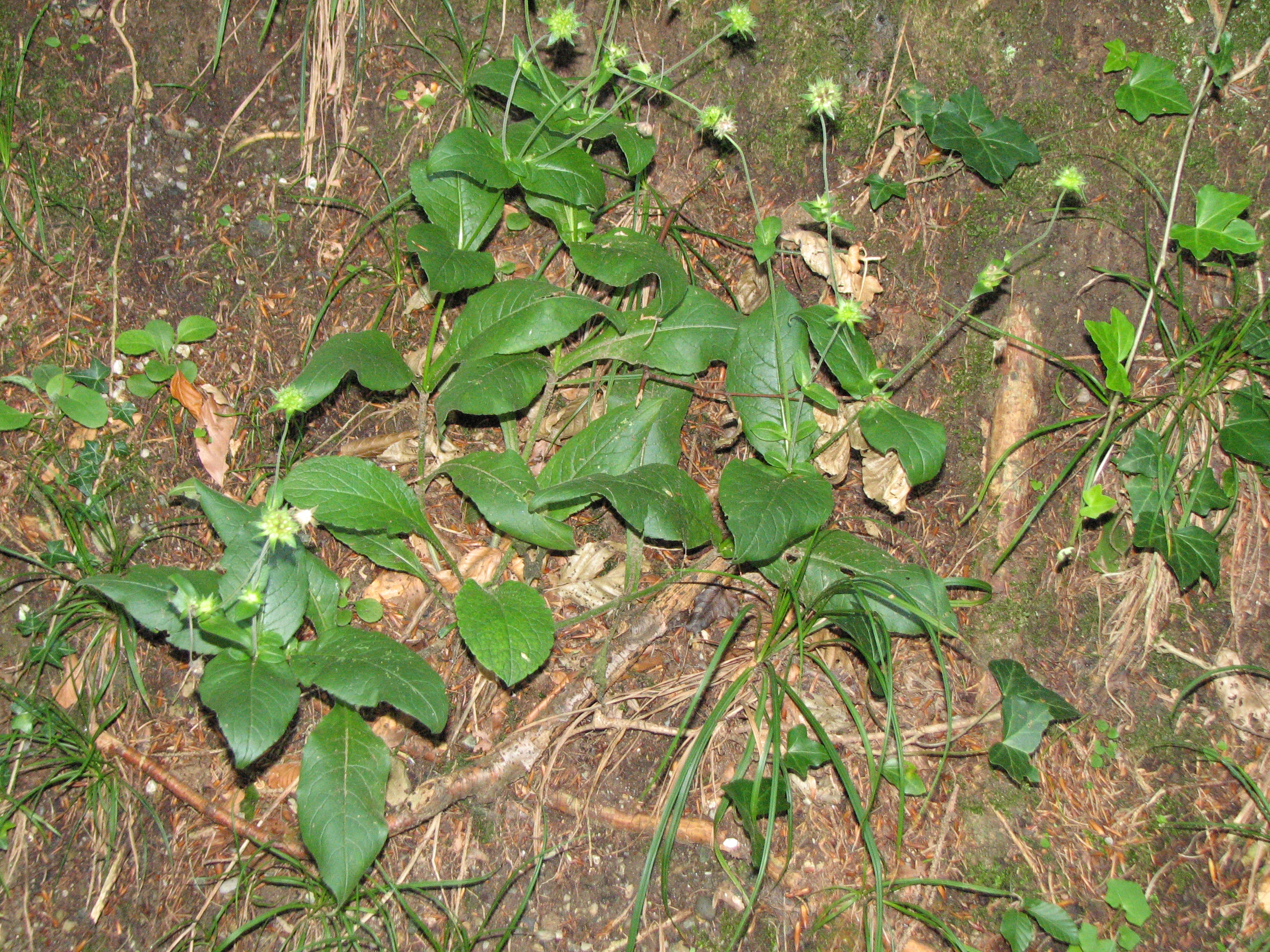 Waldwitwenblume