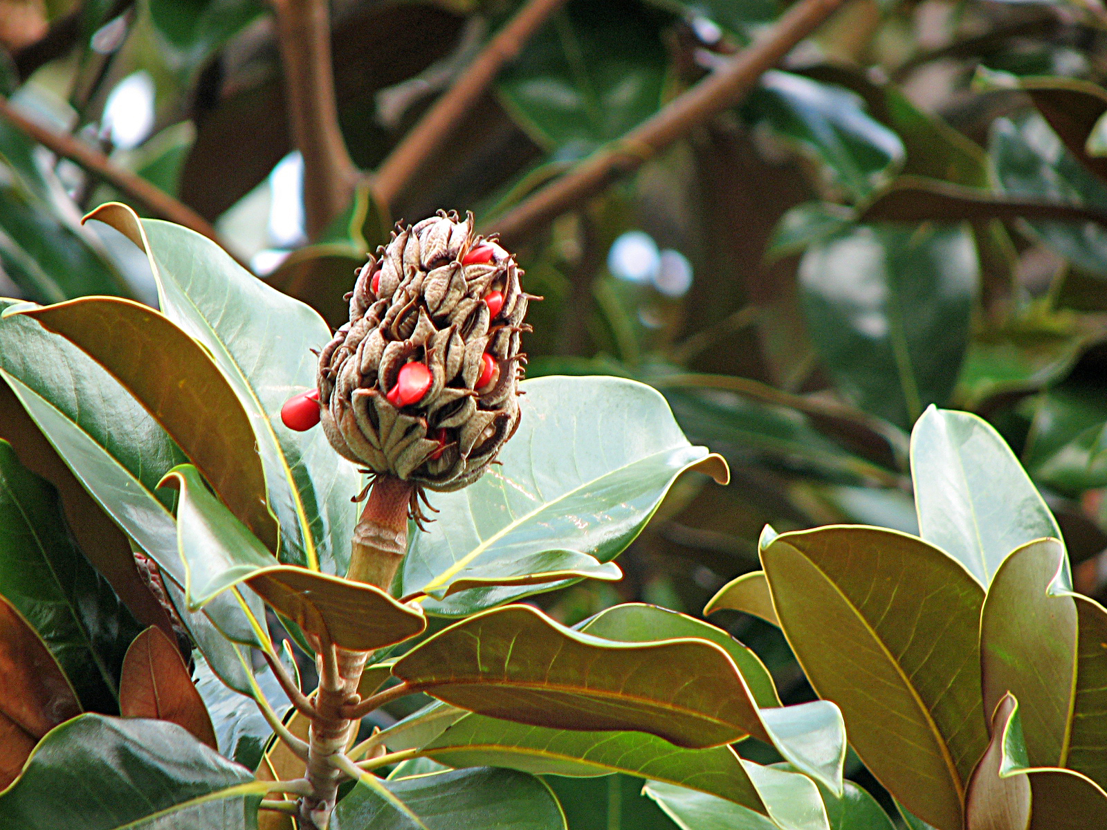 Immergrüne Magnolie