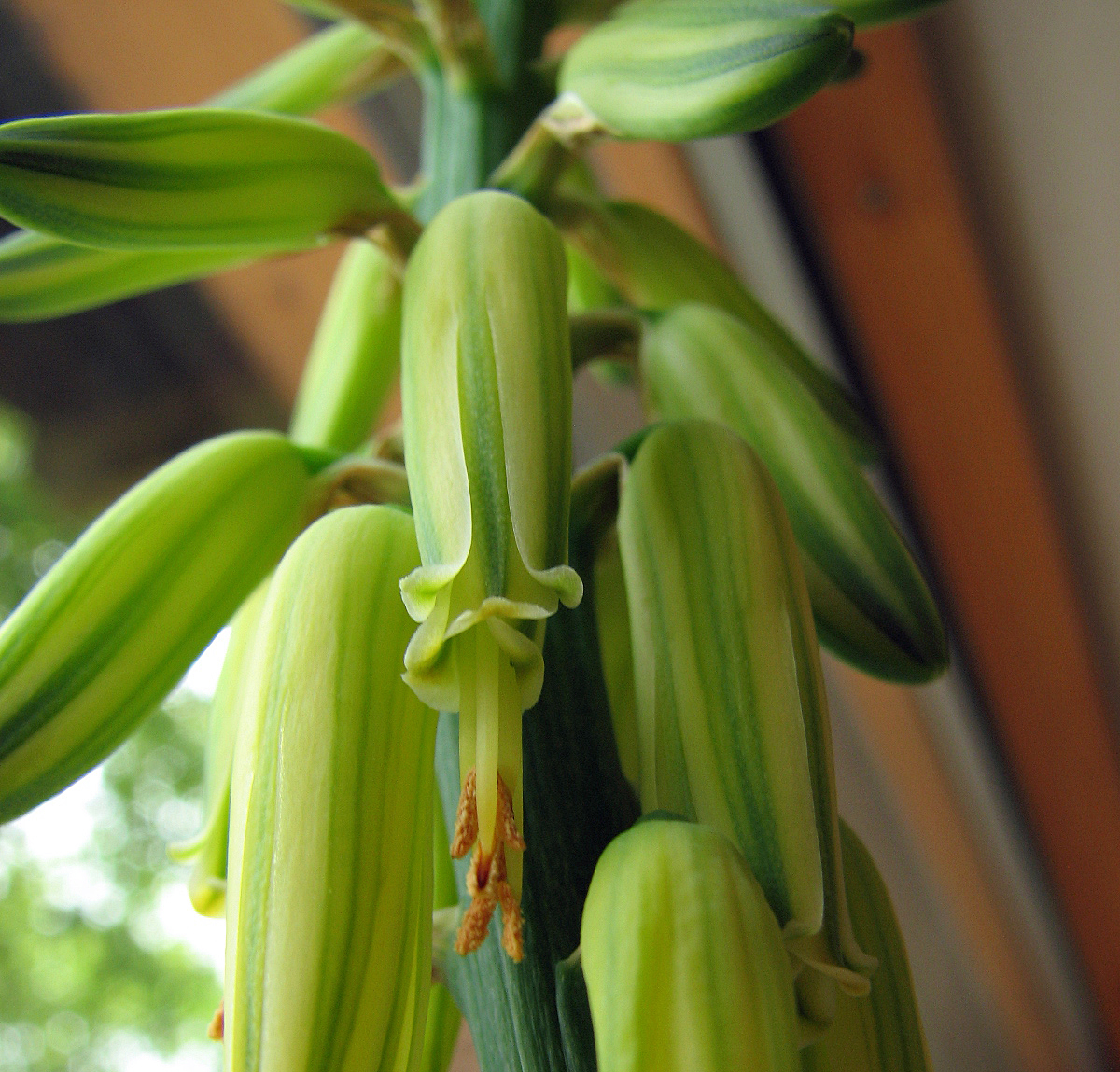 Aloe vera