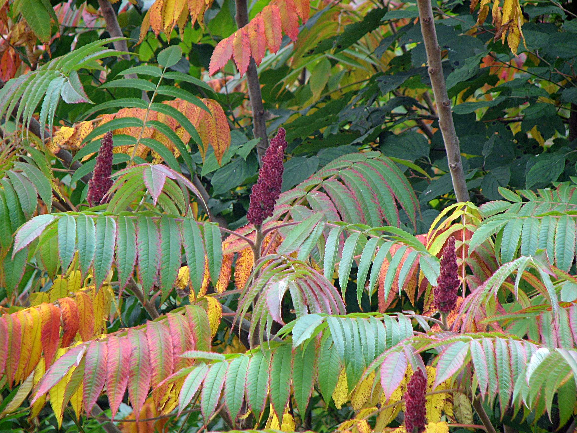 Essigbaum