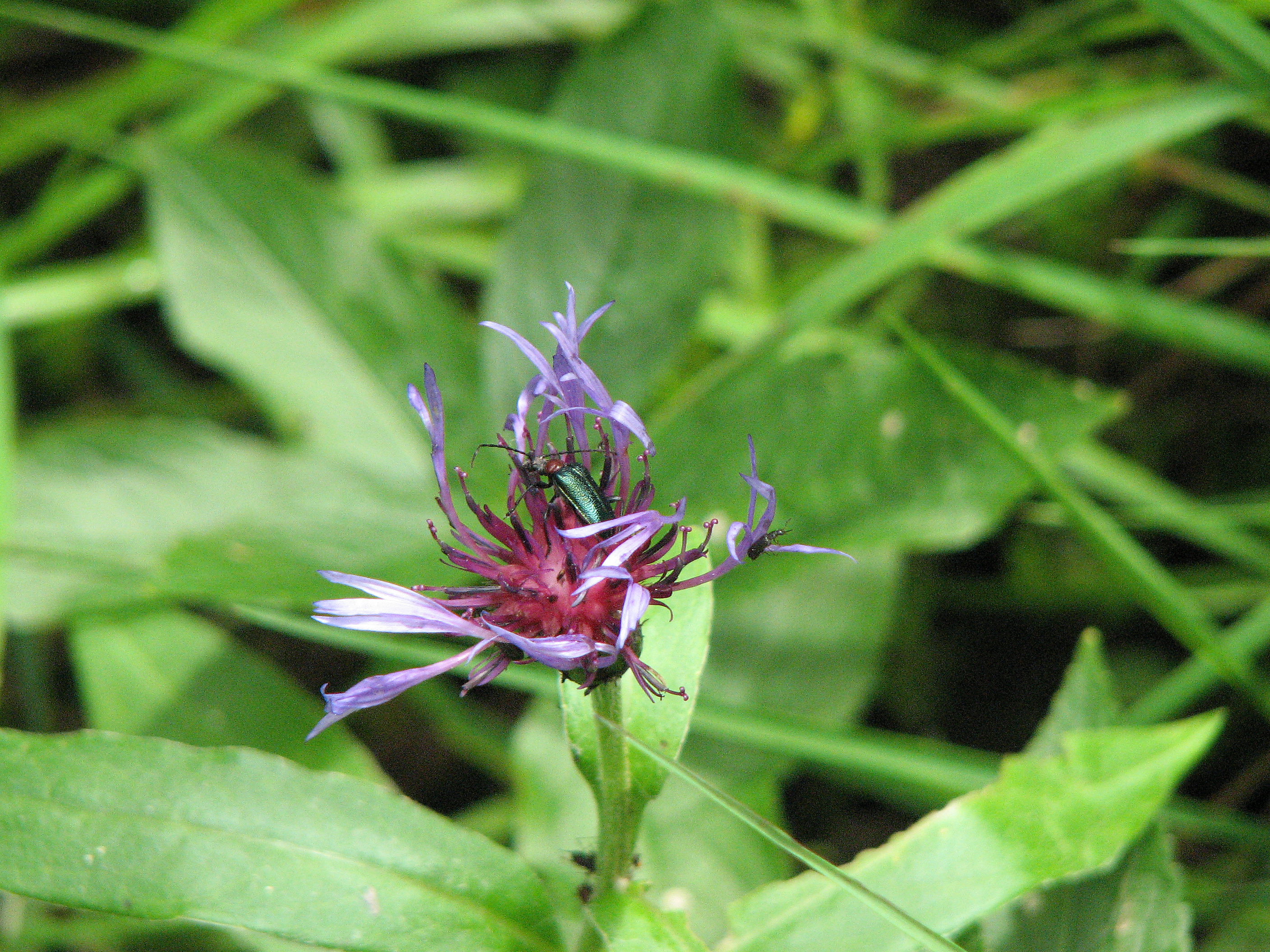 Bergflockenblume