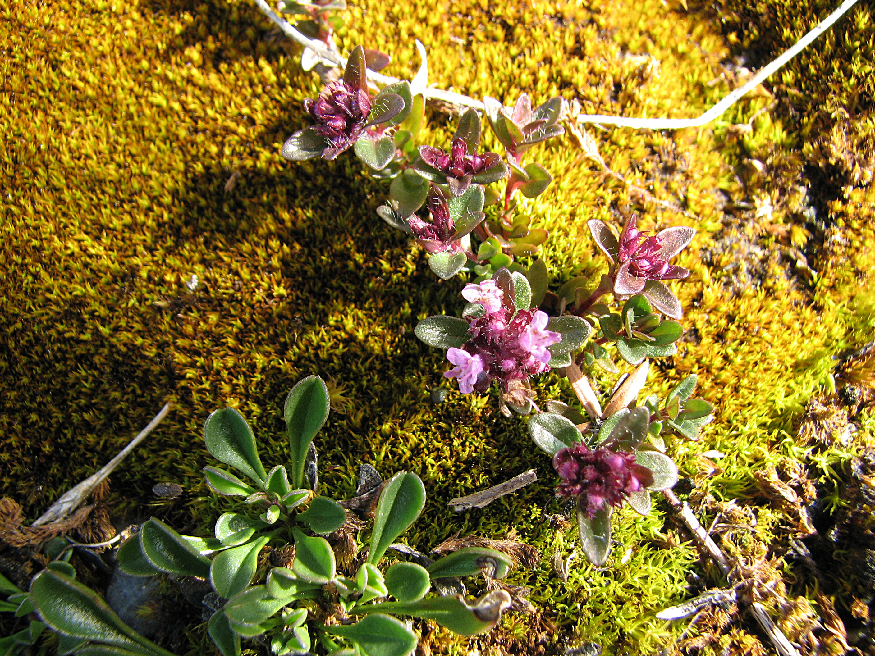Kriechquendel