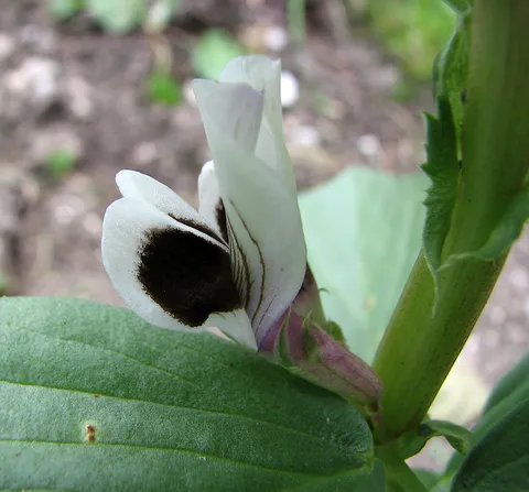 Wann ist Dicke Bohne sammelbar?